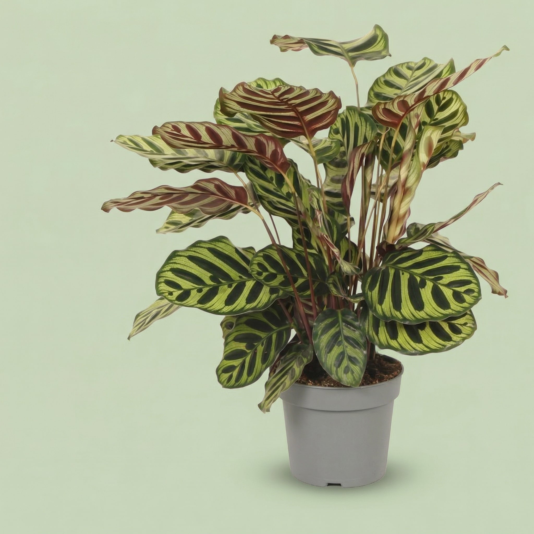 Calathea Makoyana L - plants