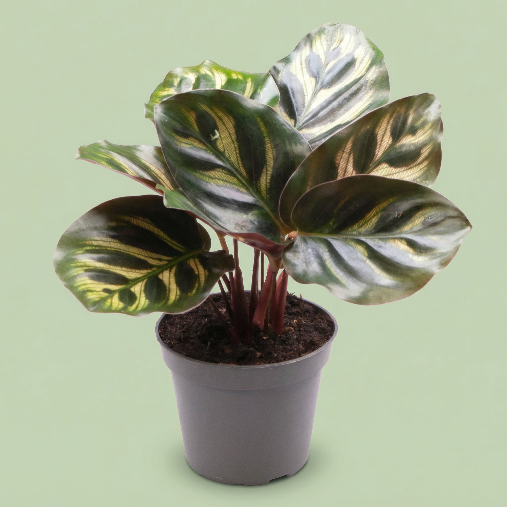 Calathea Makoyana XS - plants