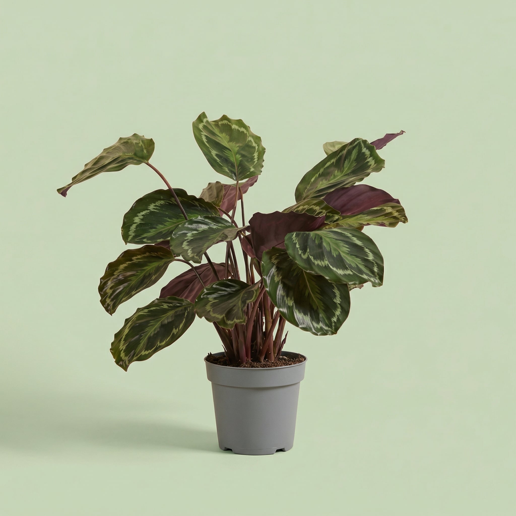 Calathea Medallion L - plants