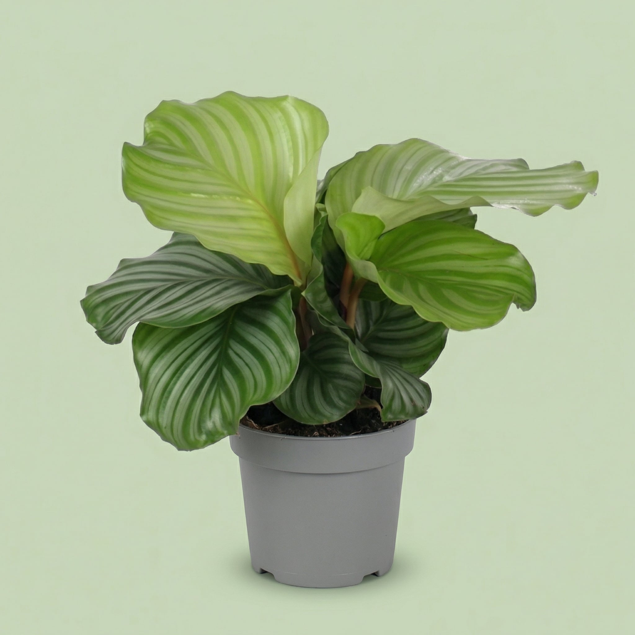 Calathea Orbifolia M - plants