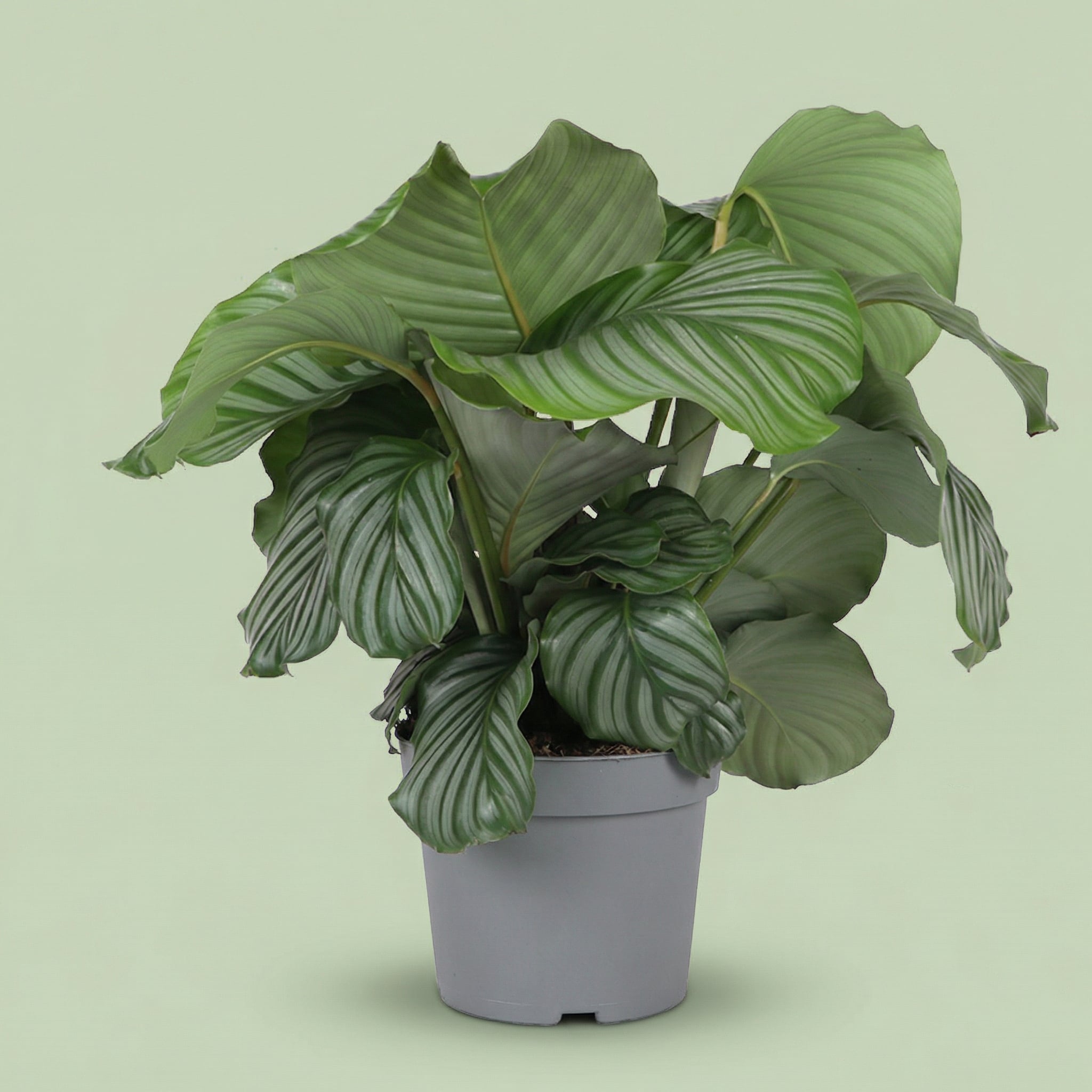 Calathea Orbifolia XL - plants