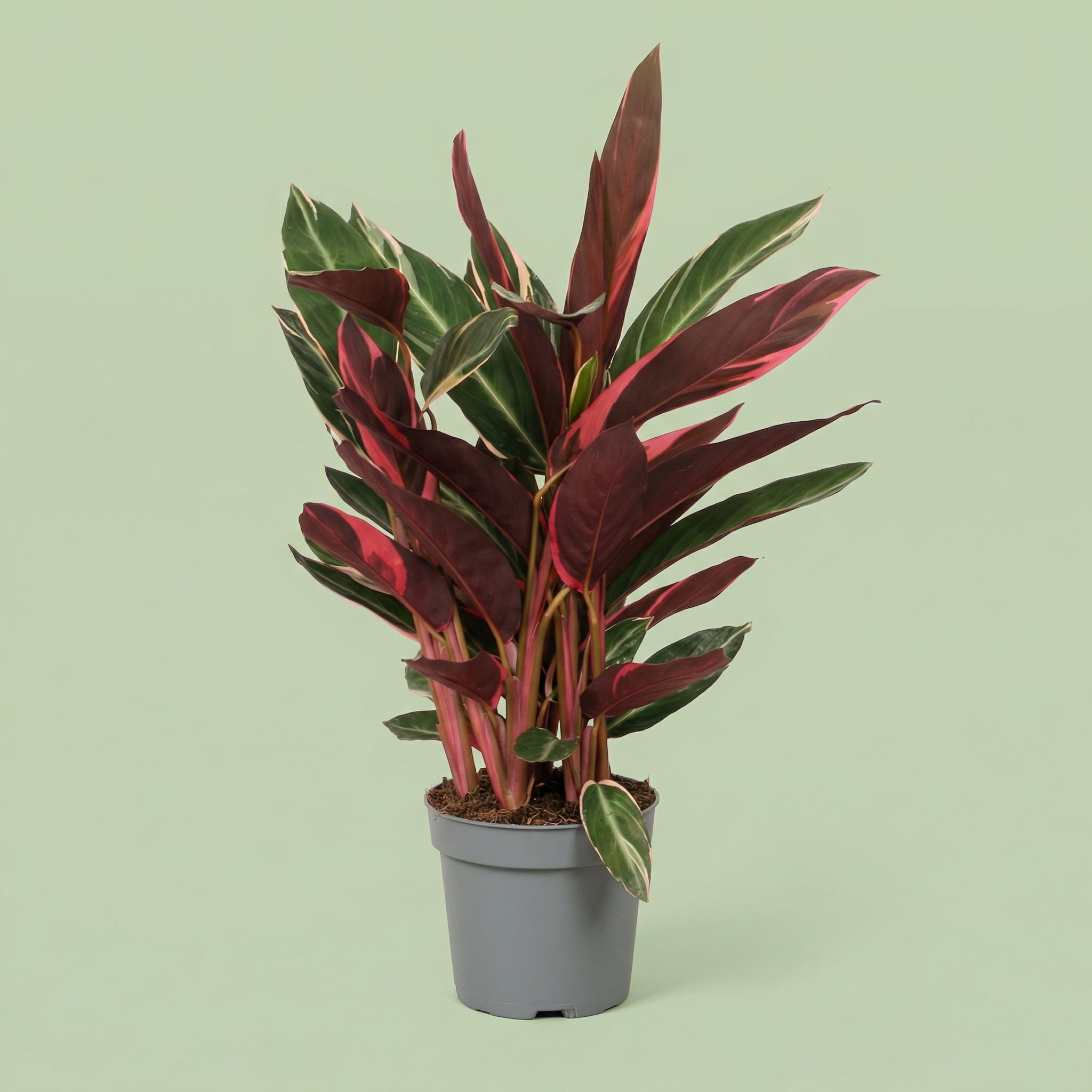 Calathea Triostar L - plants
