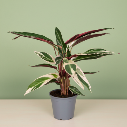 Calathea Triostar