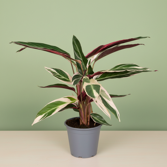 Calathea Triostar