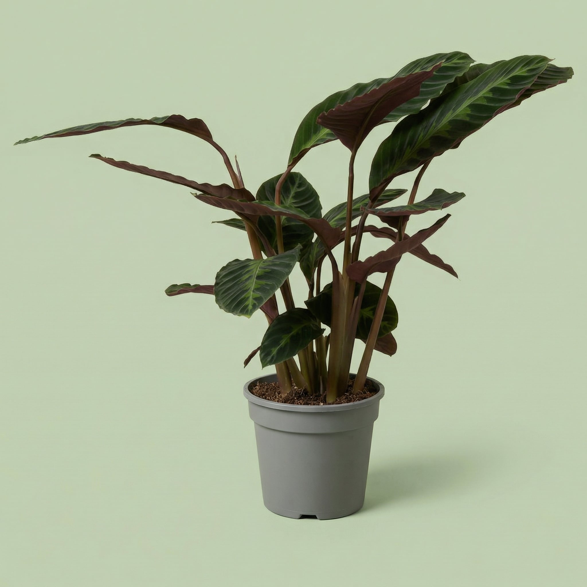 Calathea Warscewiczii L - plants