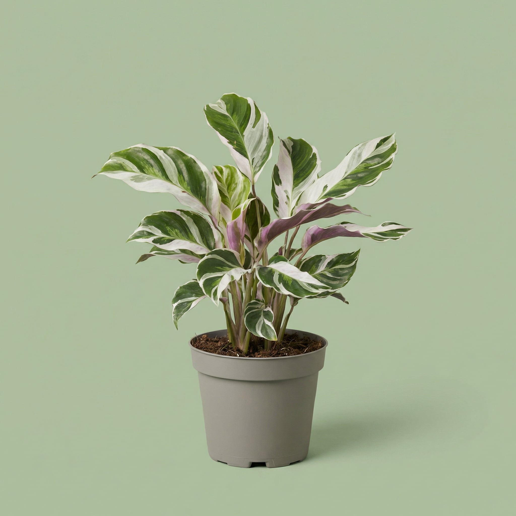 Calathea White Fusion XS - plants