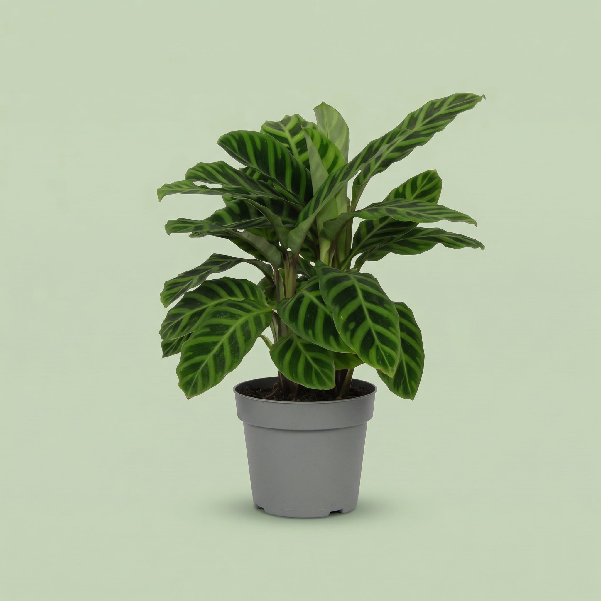 Calathea Zebrina M - plants