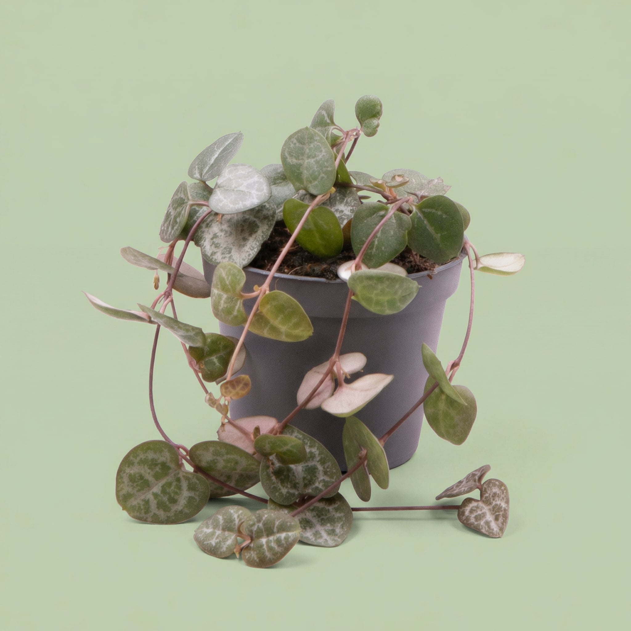 Ceropegia Woodii XS - plants