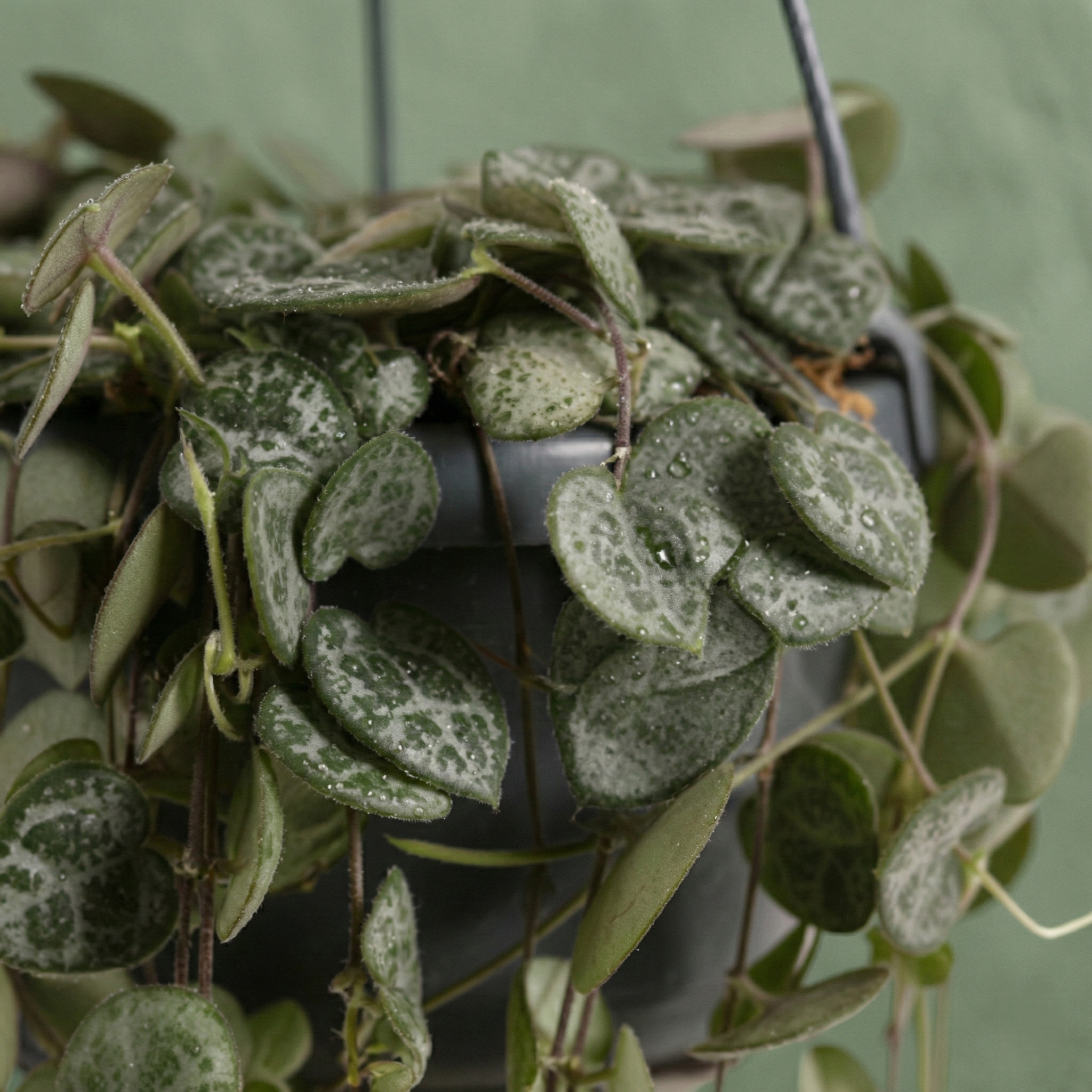 Ceropegia Woodii