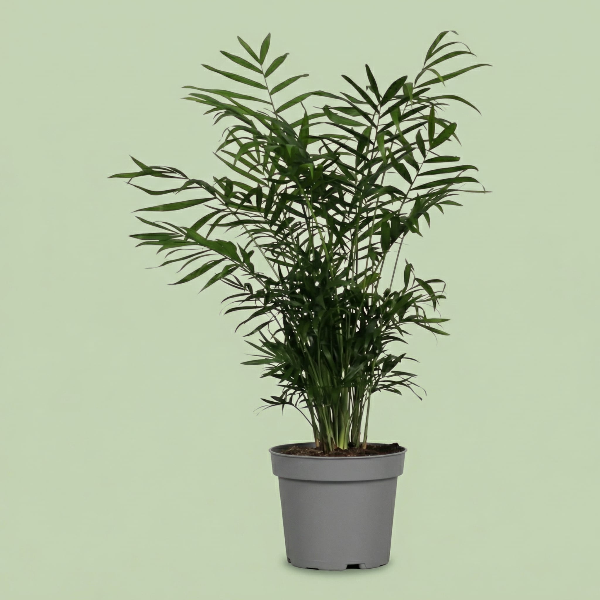 Chamaedorea Elegans L - plants