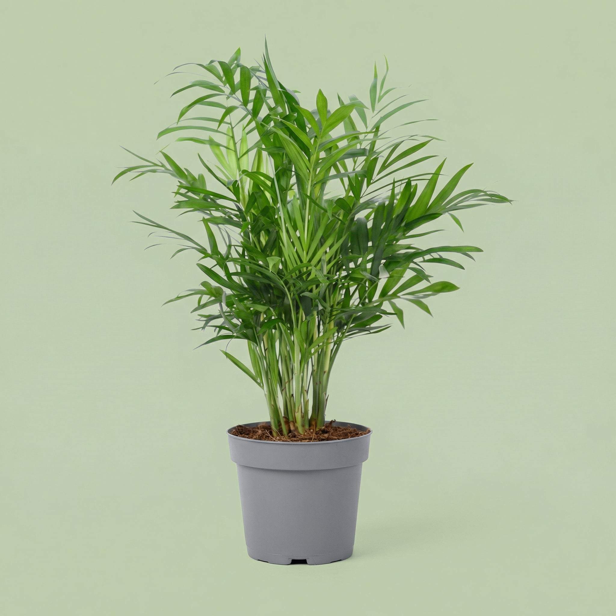 Chamaedorea Elegans M - plants