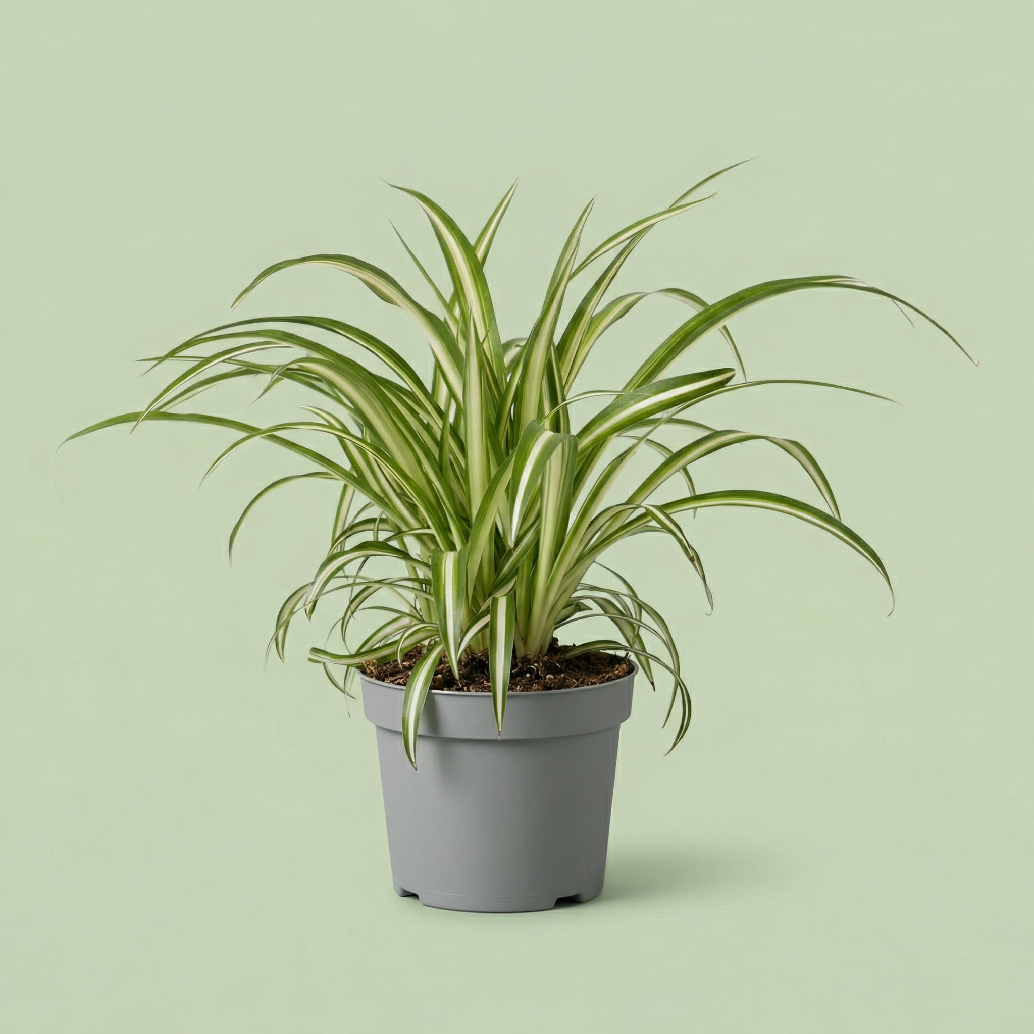 Chlorophytum Comosum M - plants