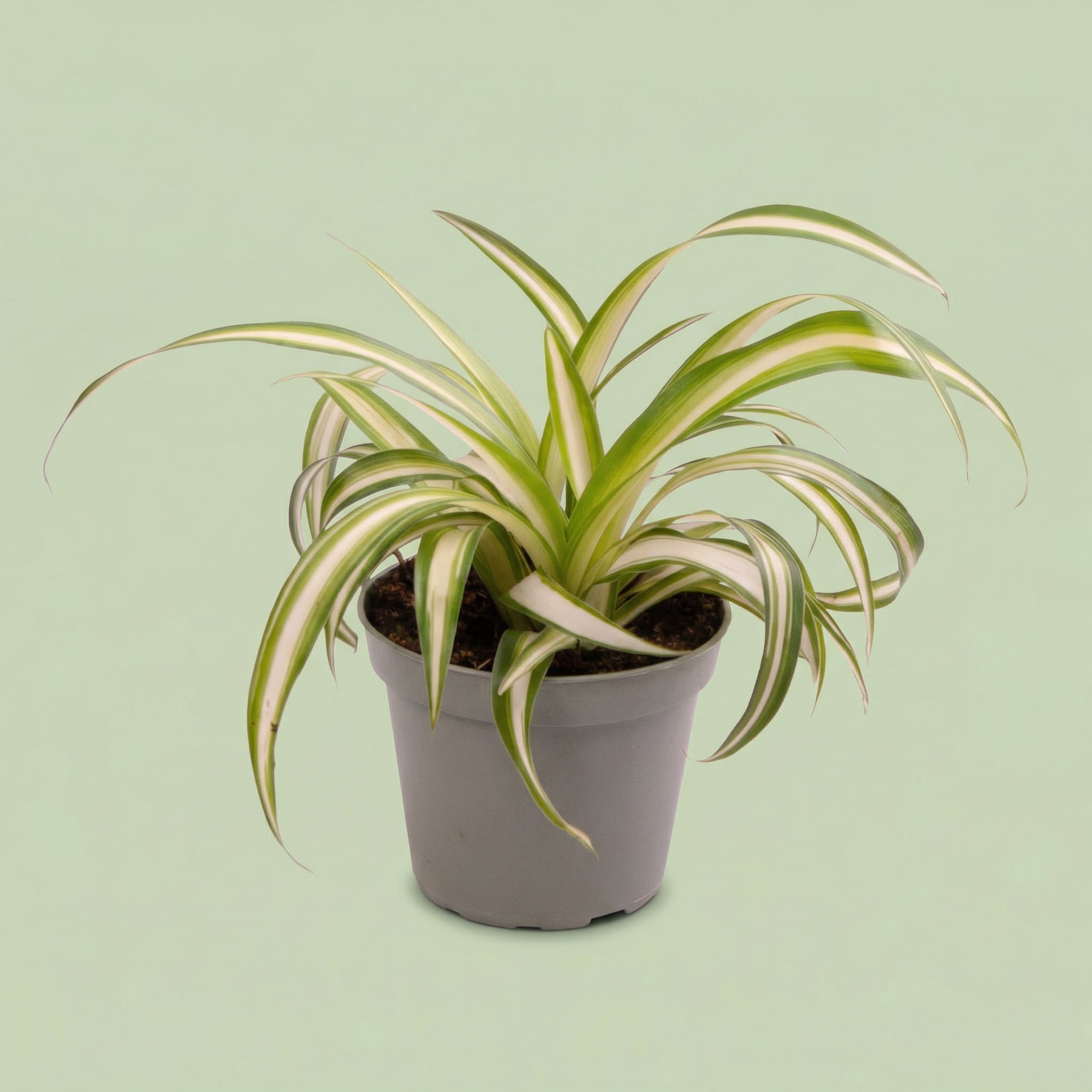 Chlorophytum Comosum XS - plants