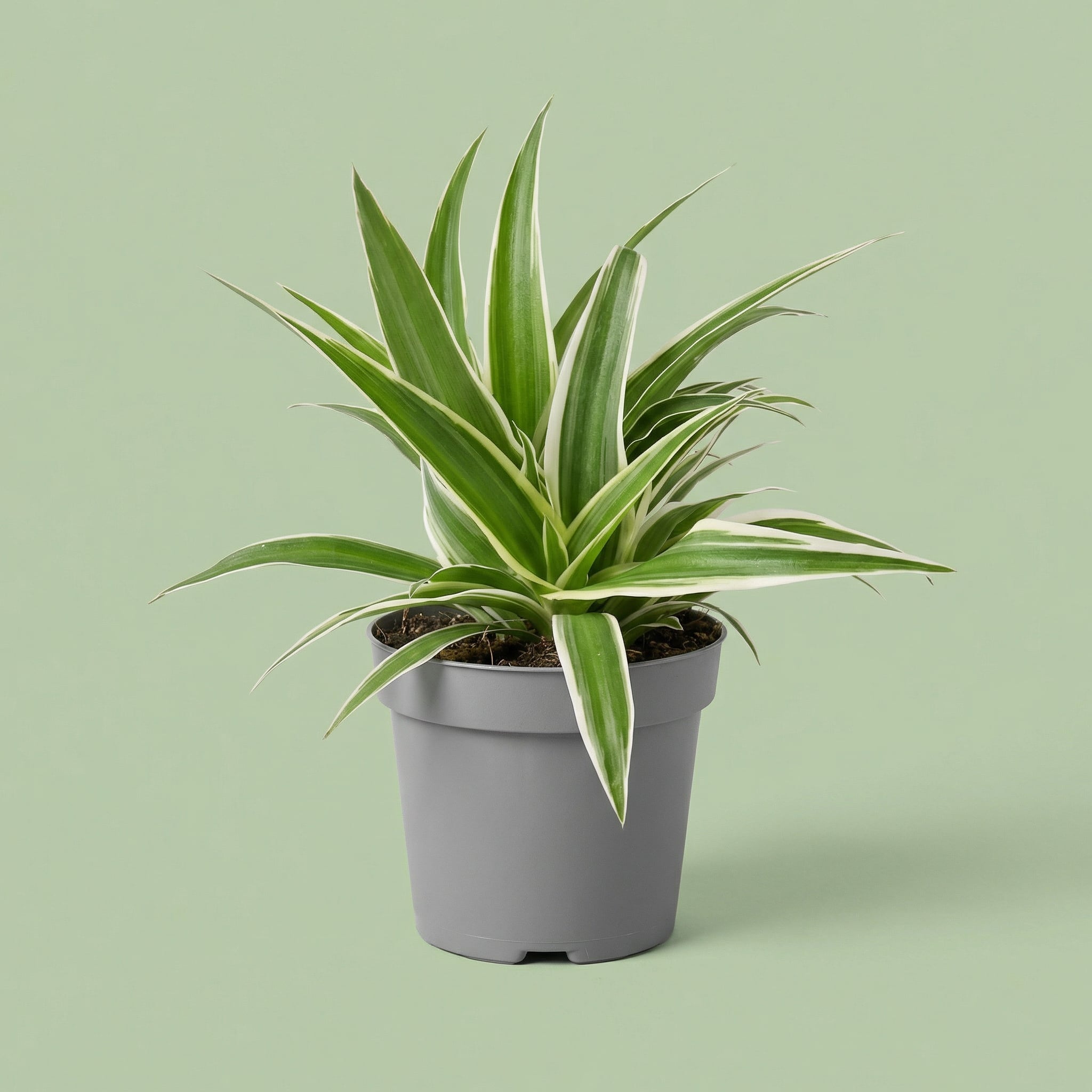 Chlorophytum Ocean XS - plants