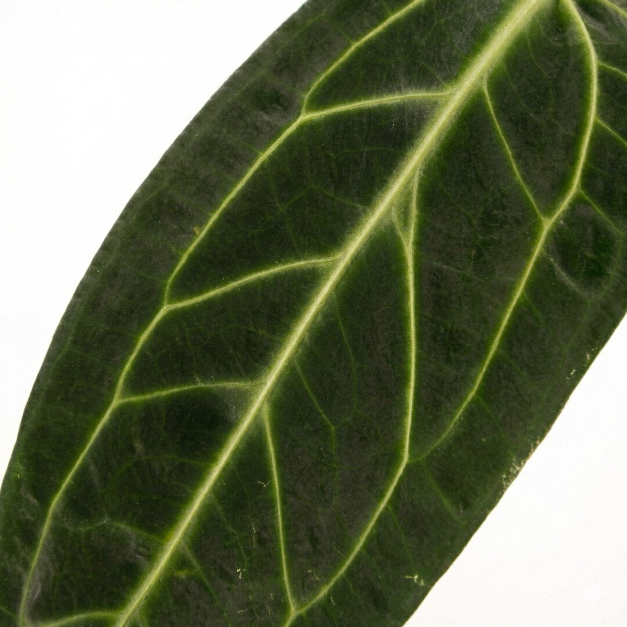 Anthurium Warocqueanum