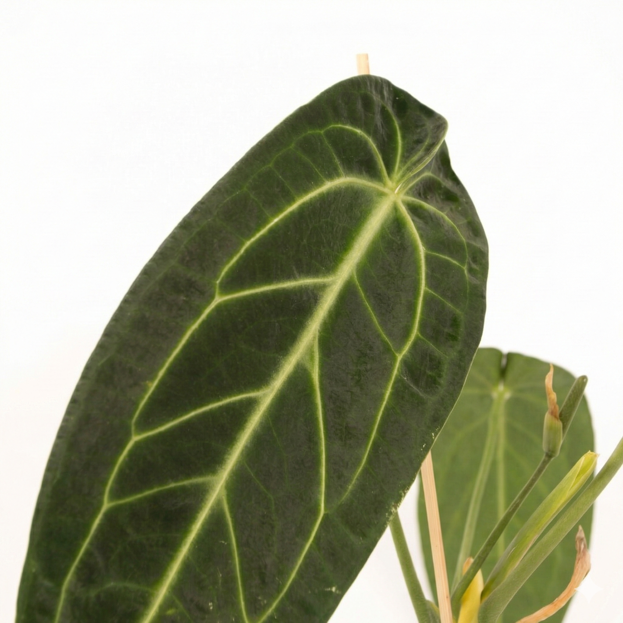 Anthurium Warocqueanum