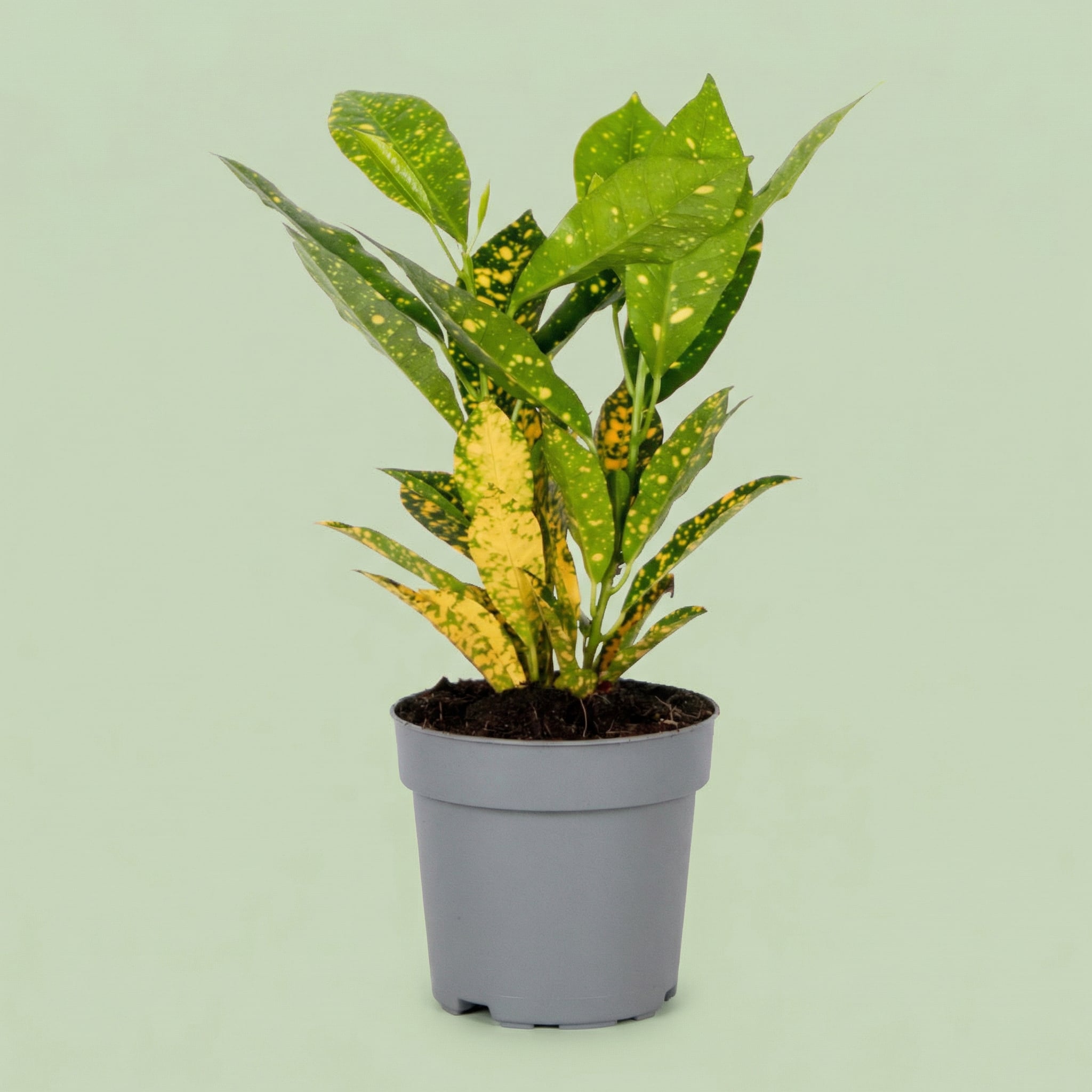 Croton Sunny Star M - plants