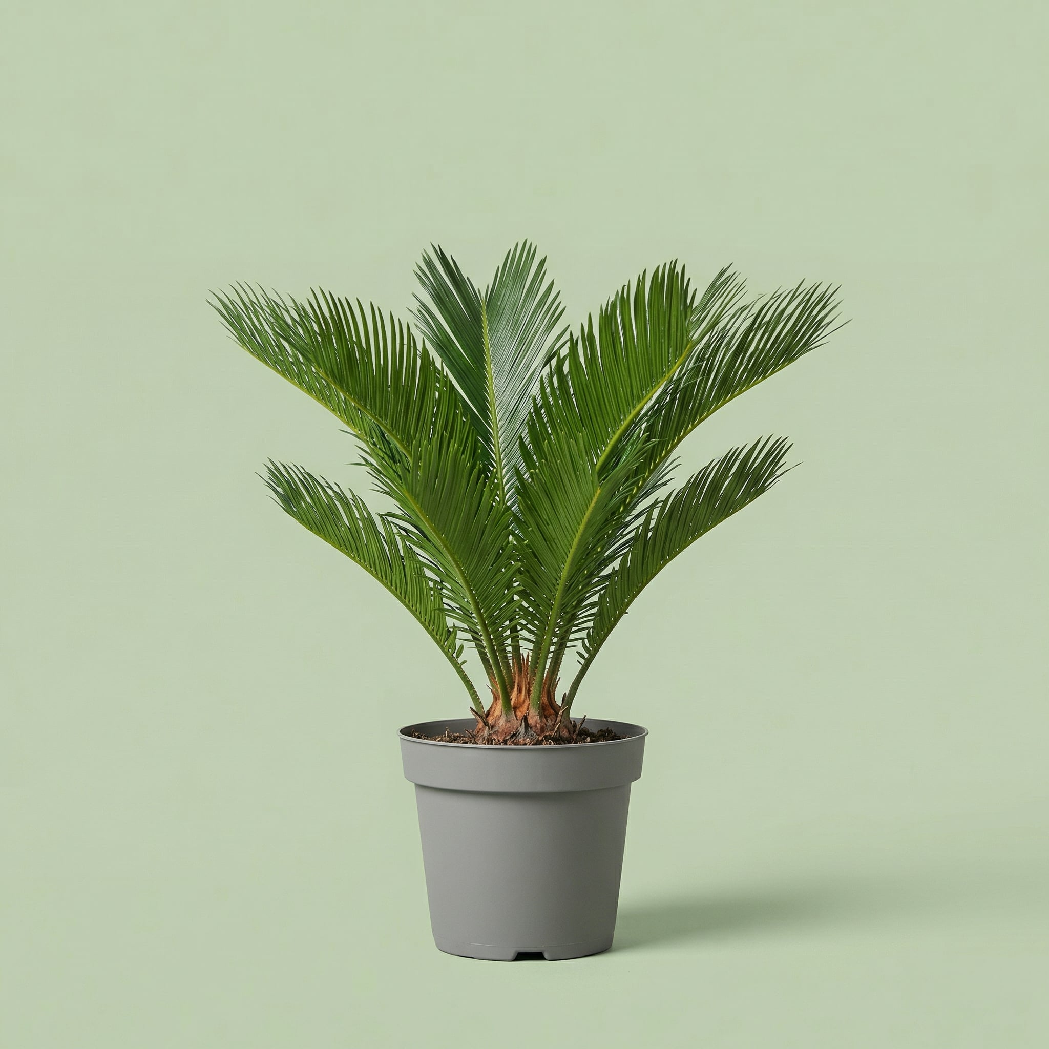Cycas Revoluta L - plants