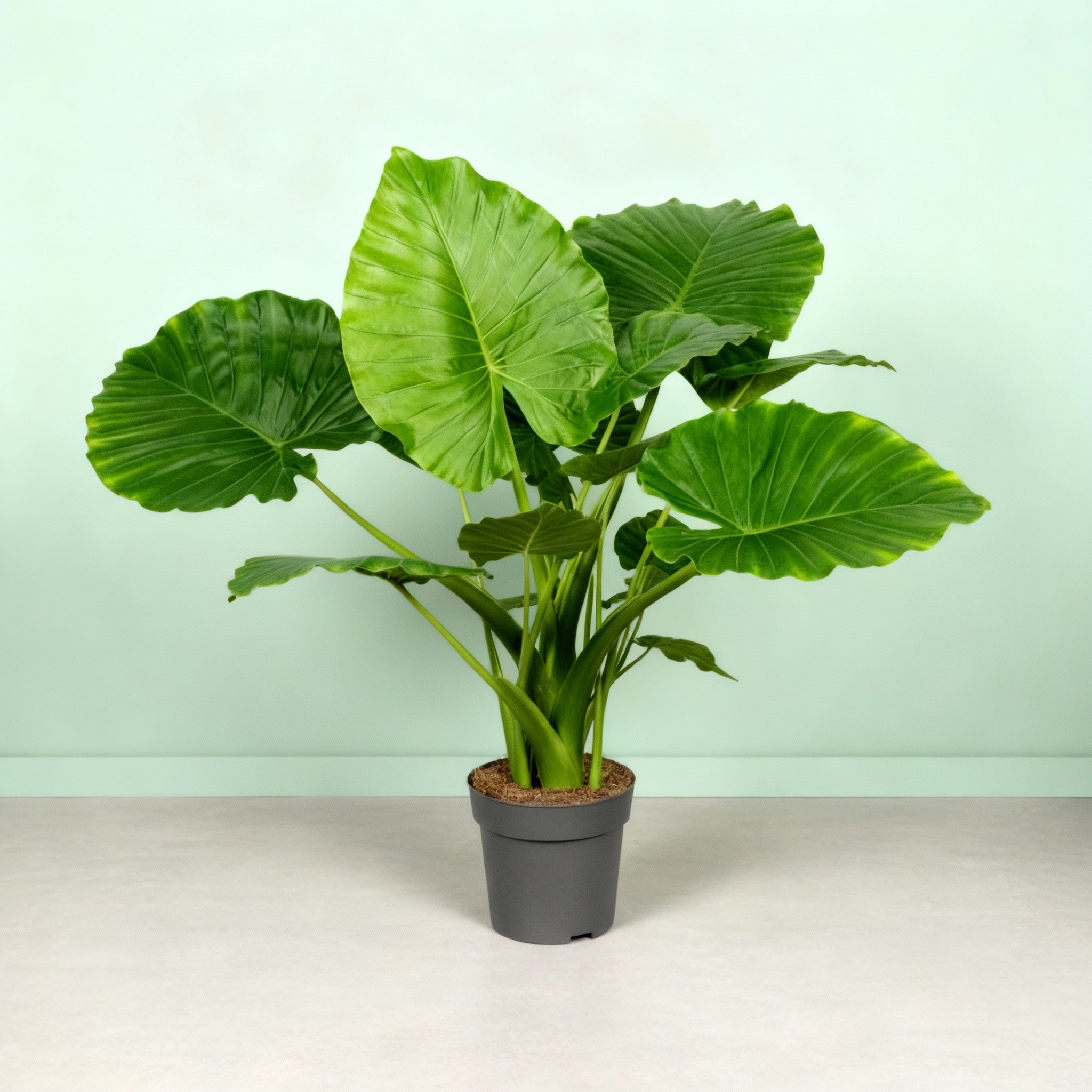 Alocasia Gageana California