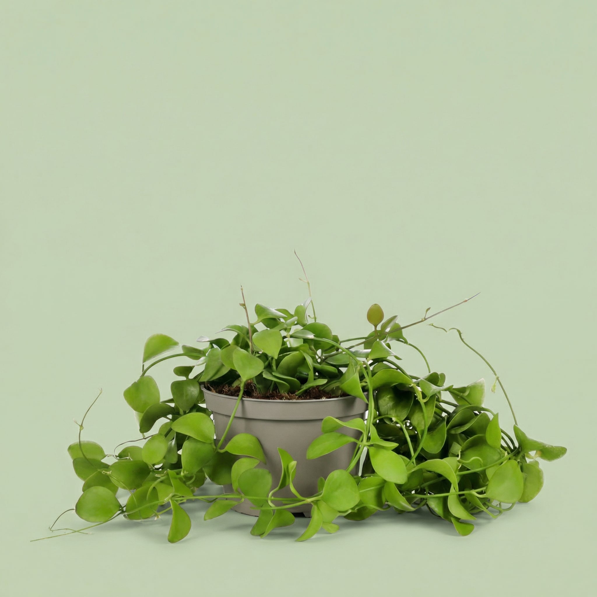 Dischidia Imbricata M - plants