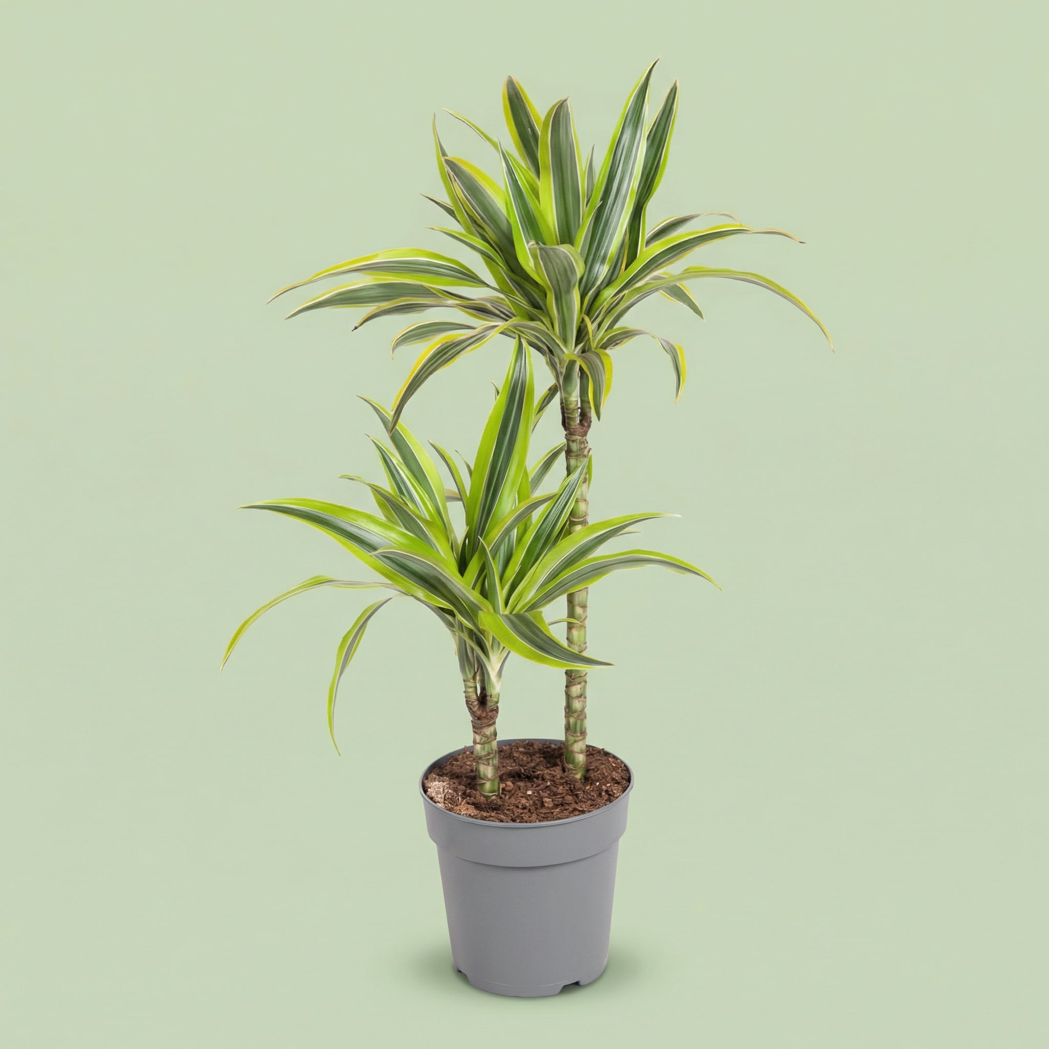 Dracaena Lemon Lime L - plants