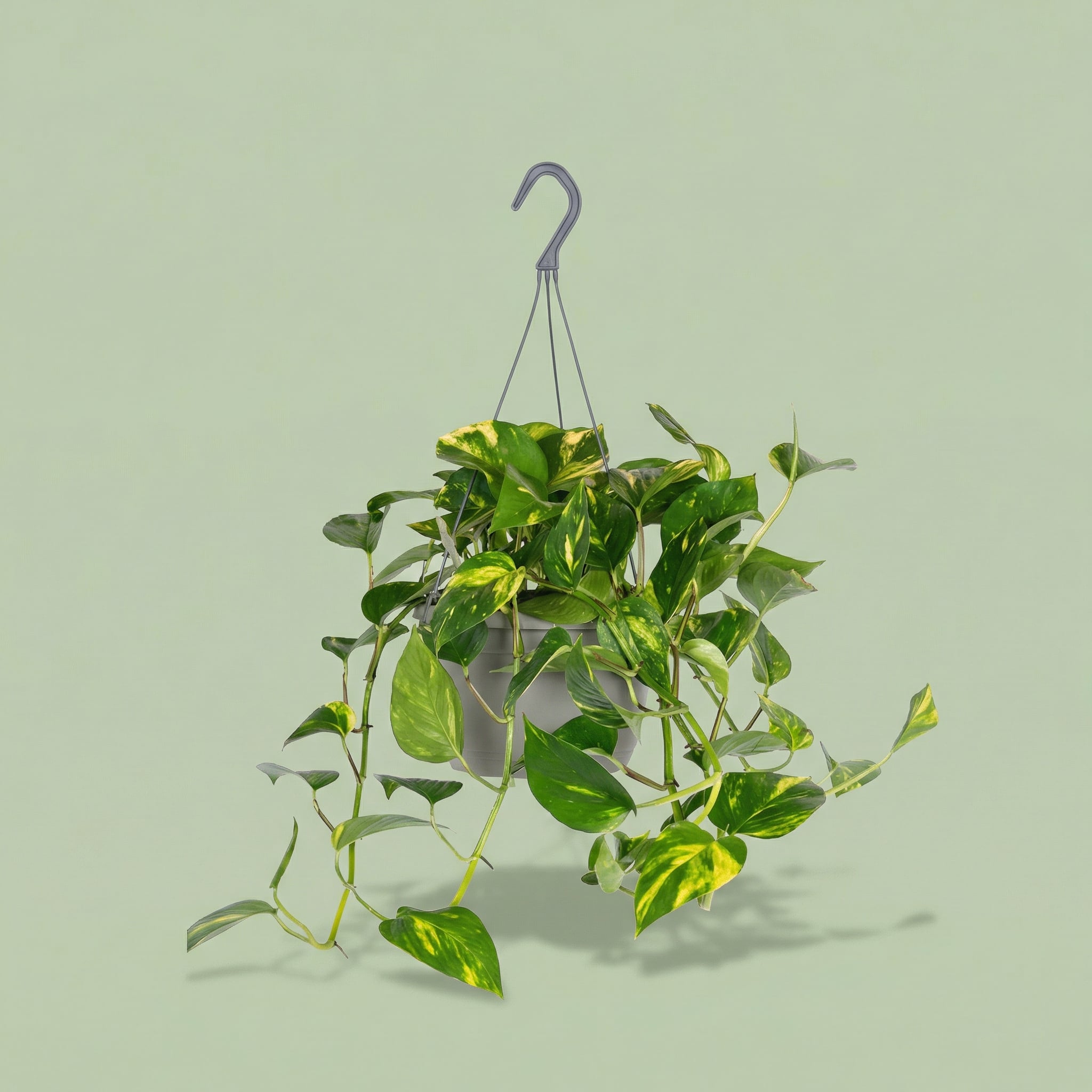 Epipremnum Aureum M - plants