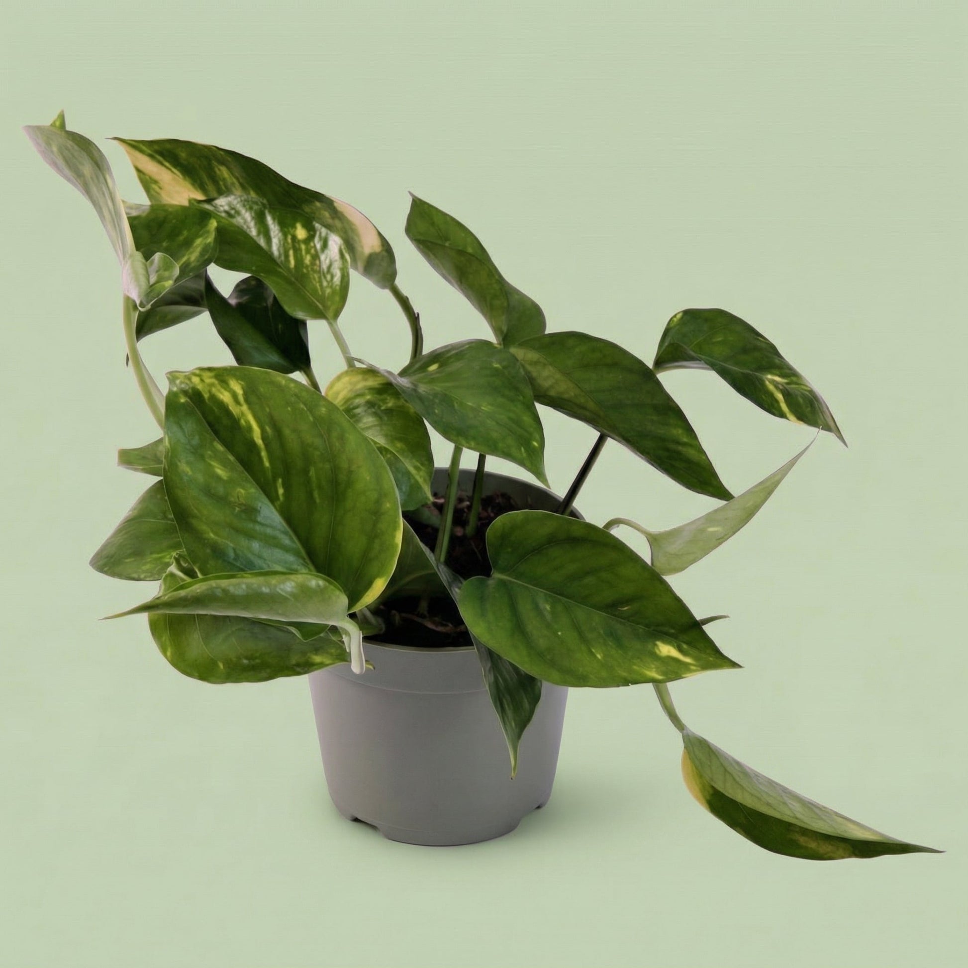 Epipremnum Aureum S - plants