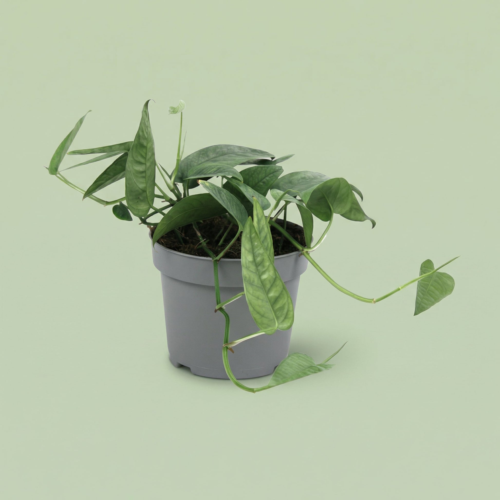 Epipremnum Cebu Blue M - plants