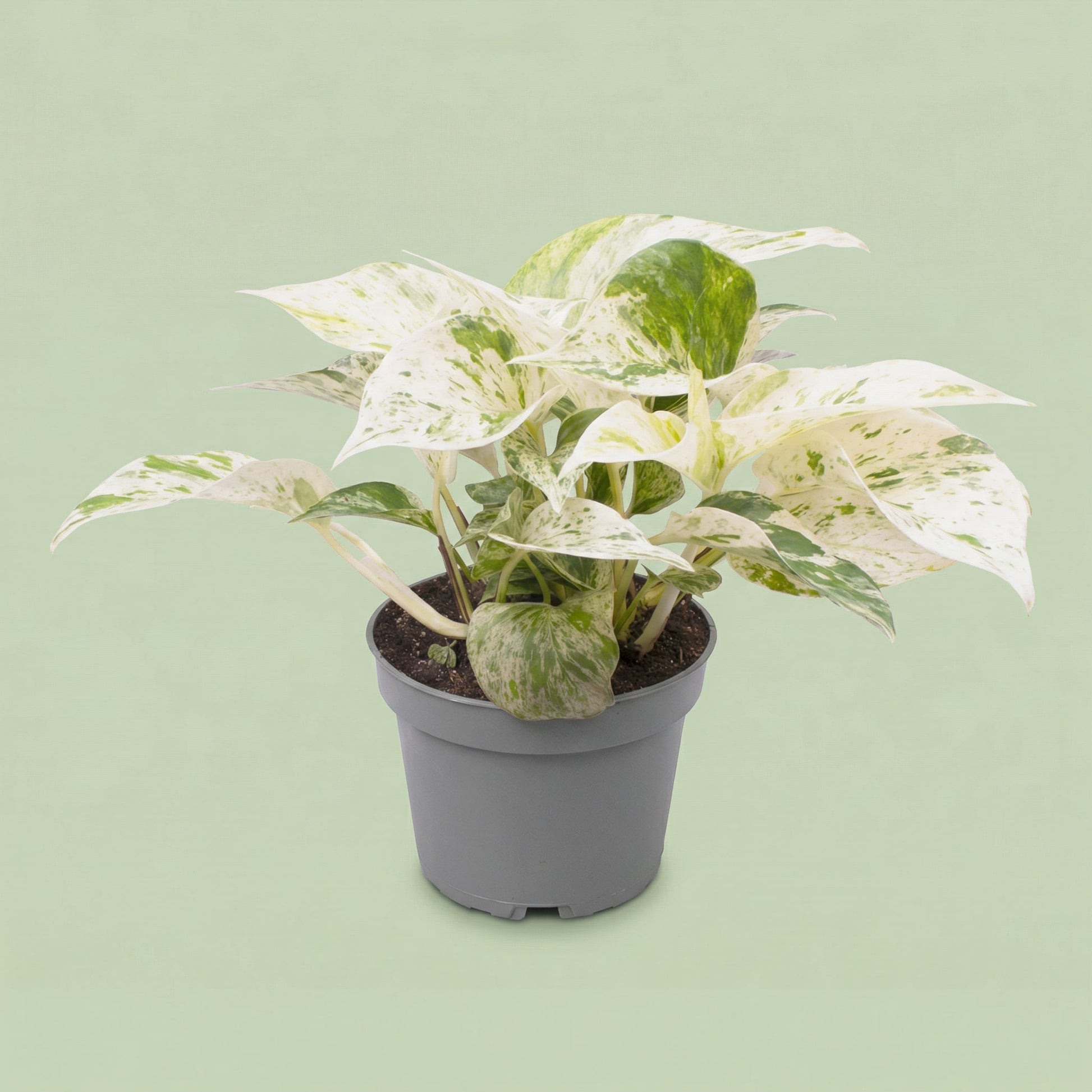 Epipremnum Marble Queen M - plants