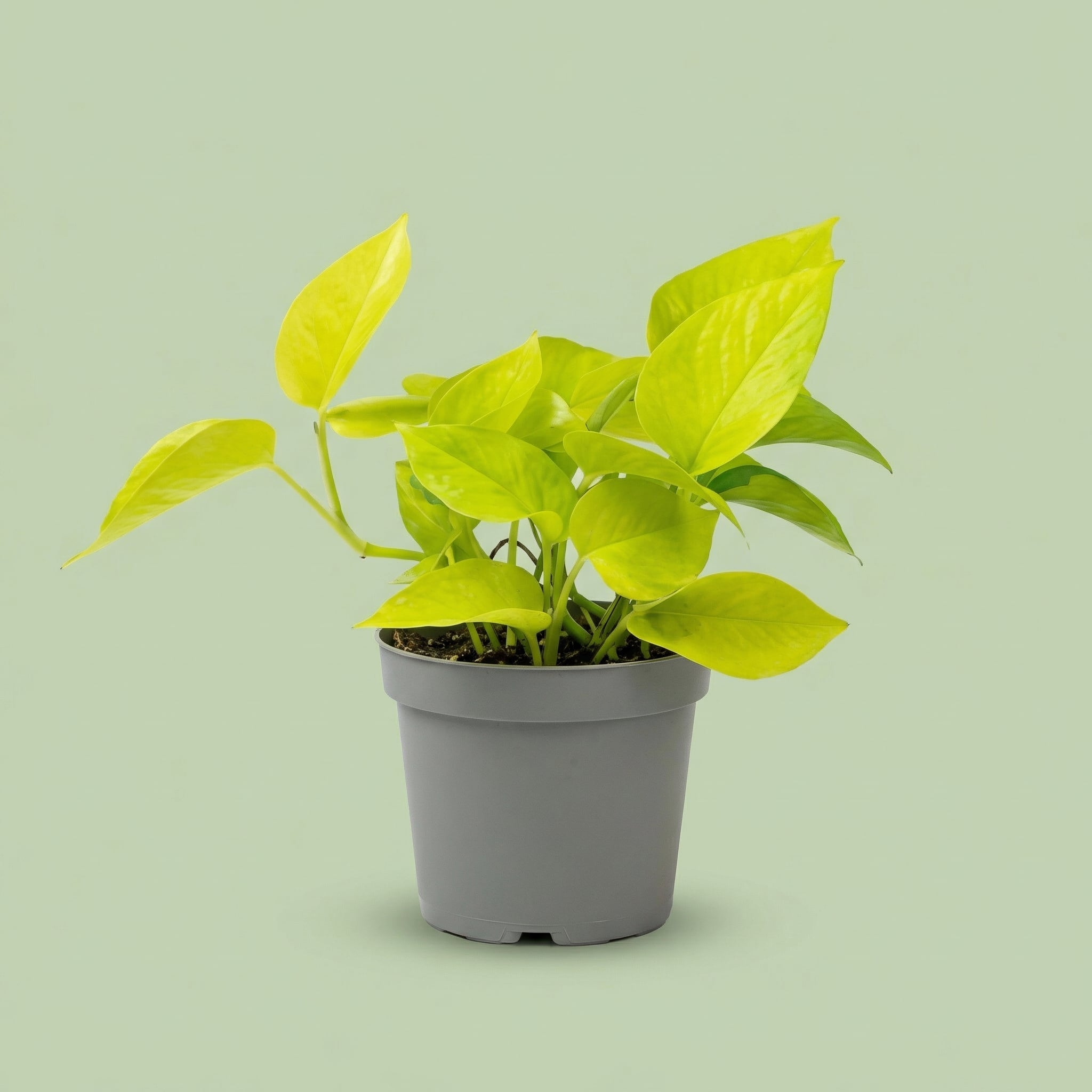 Epipremnum Neon M - plants