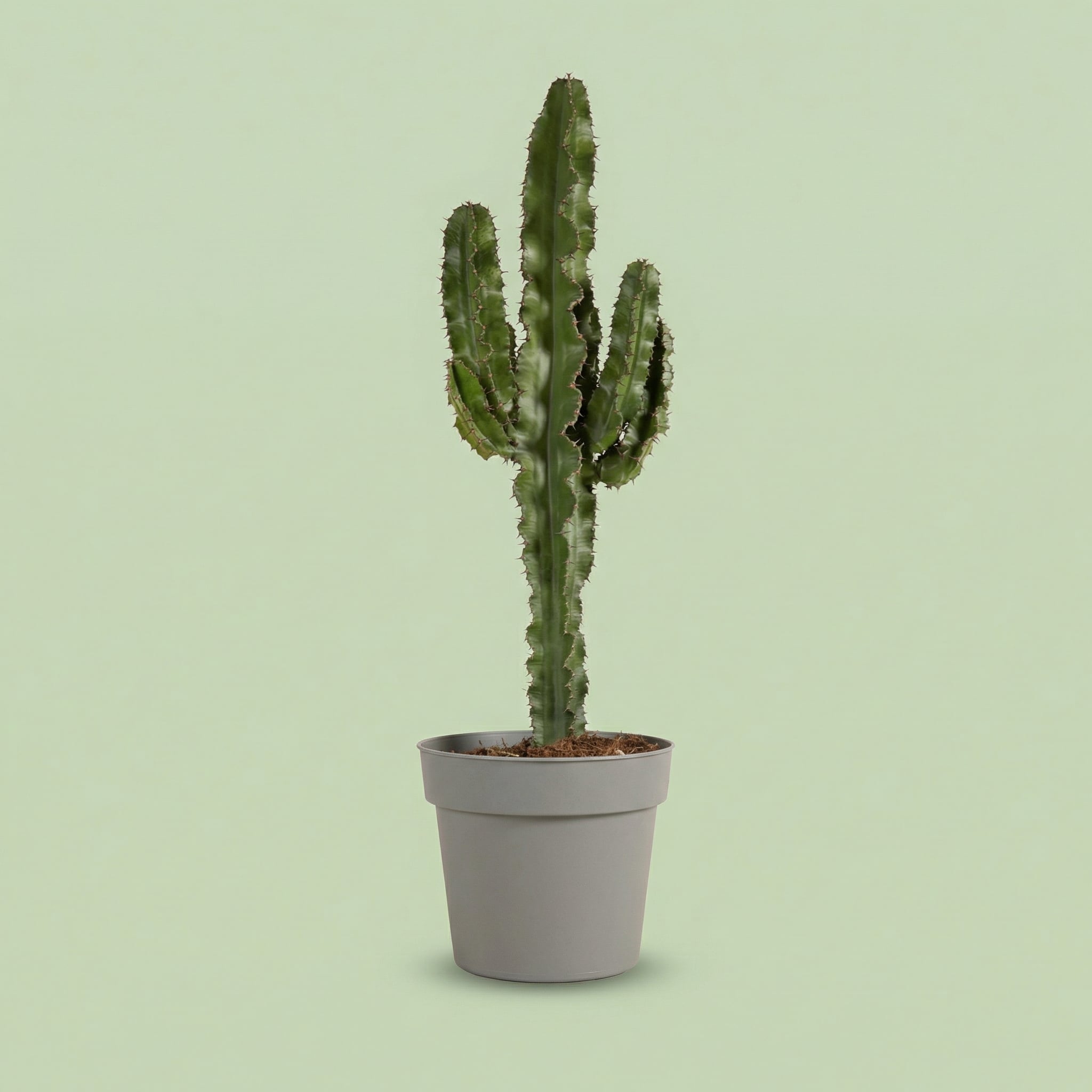 Euphorbia Acrurensis L - plants
