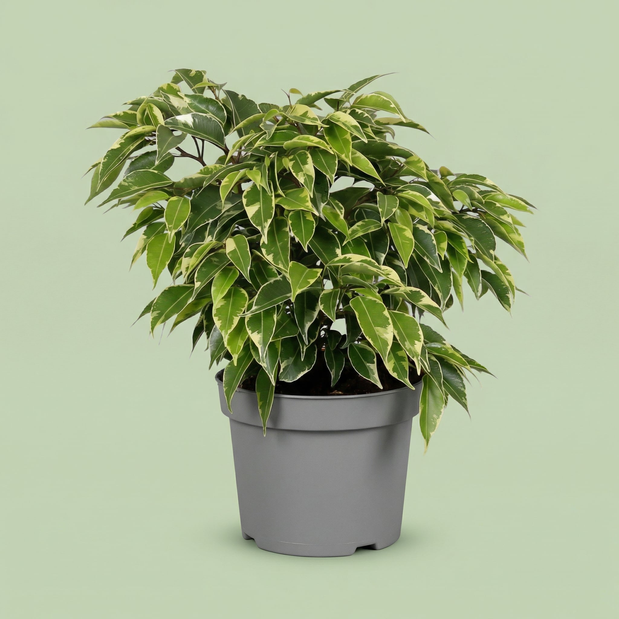 Ficus Benjamina Kinky M - plants