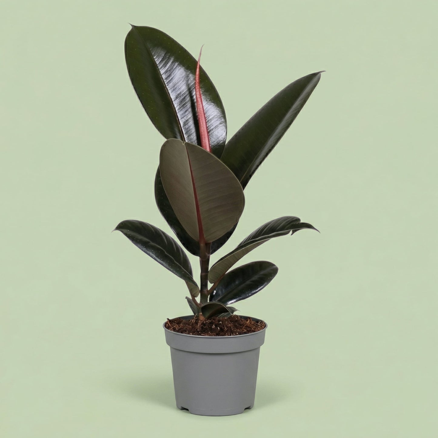Ficus Elastica Abidjan L - plants