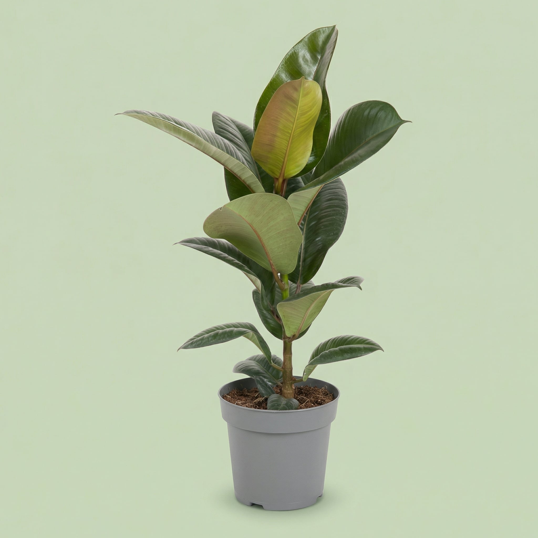 Ficus Elastica Robusta L - plants