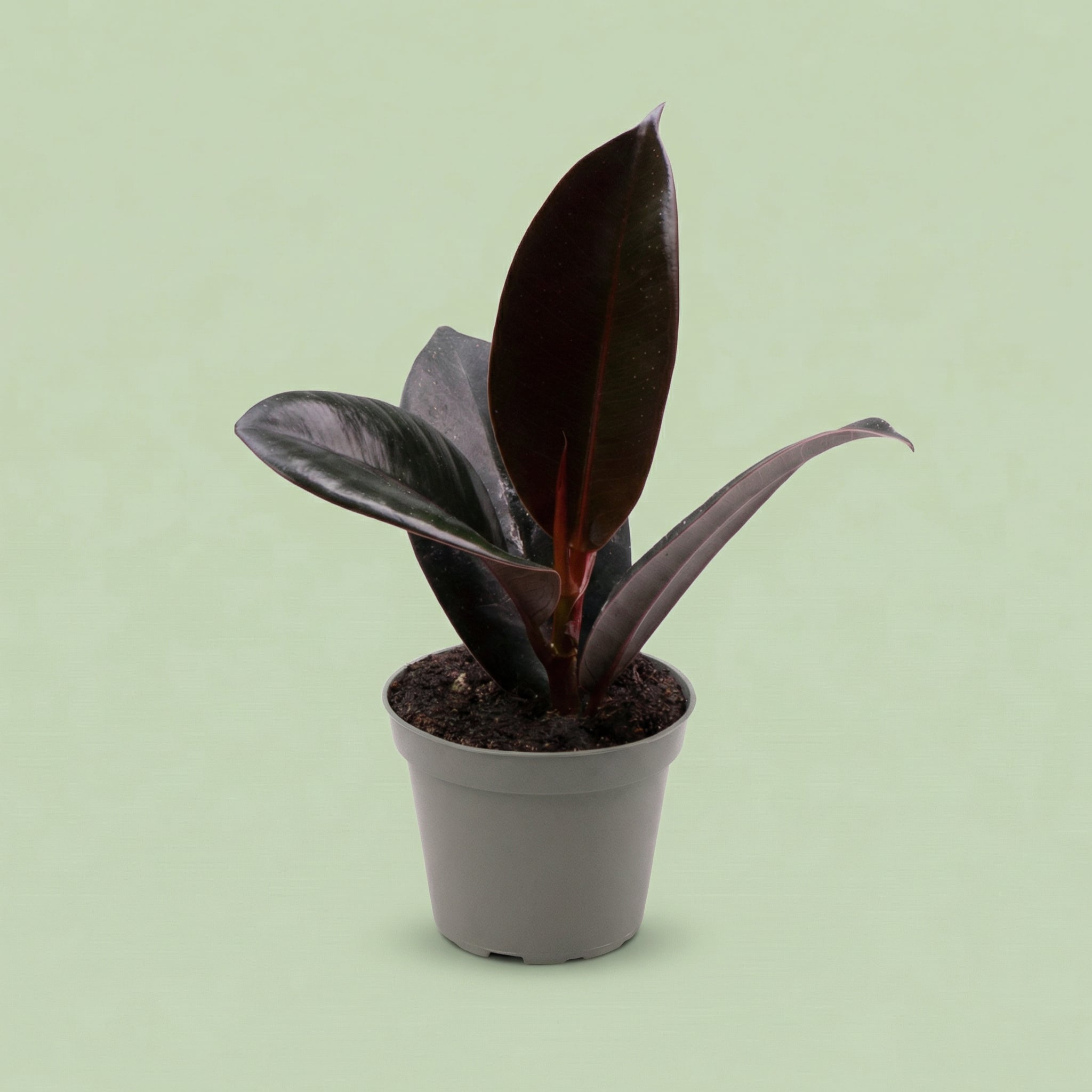 Ficus Elastica Robusta XS - plants