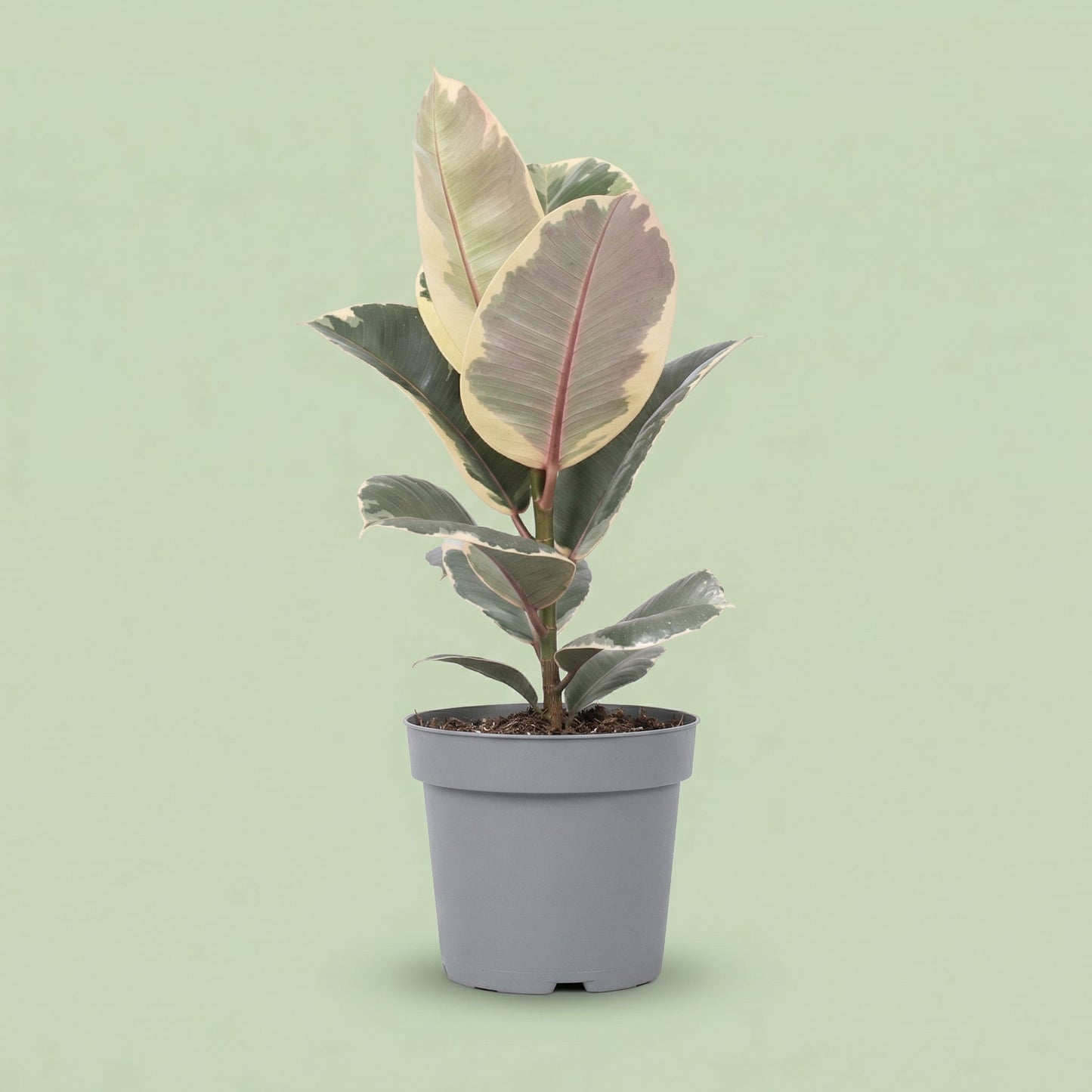 Ficus Elastica Tineke L - plants