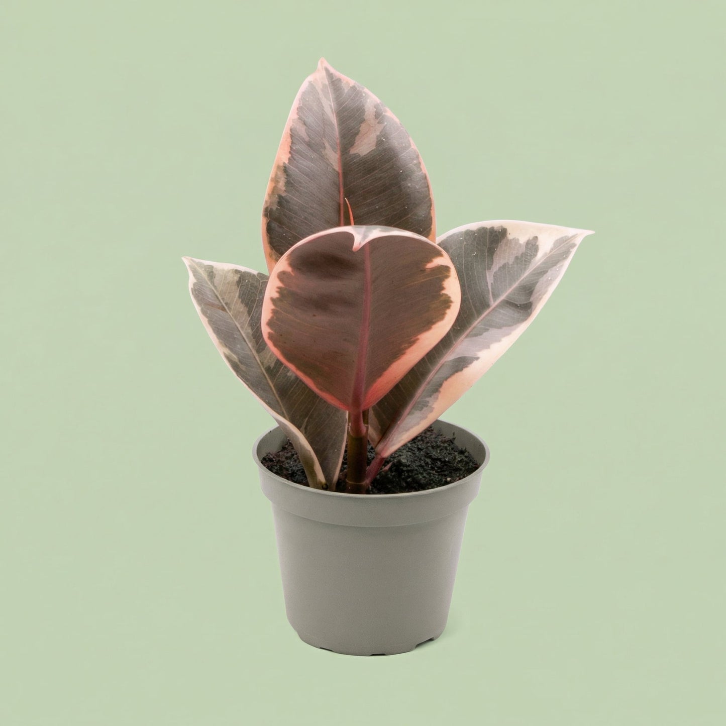Ficus Elastica Tineke XS - plants