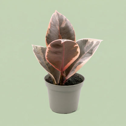 Ficus Elastica Tineke XS - plants