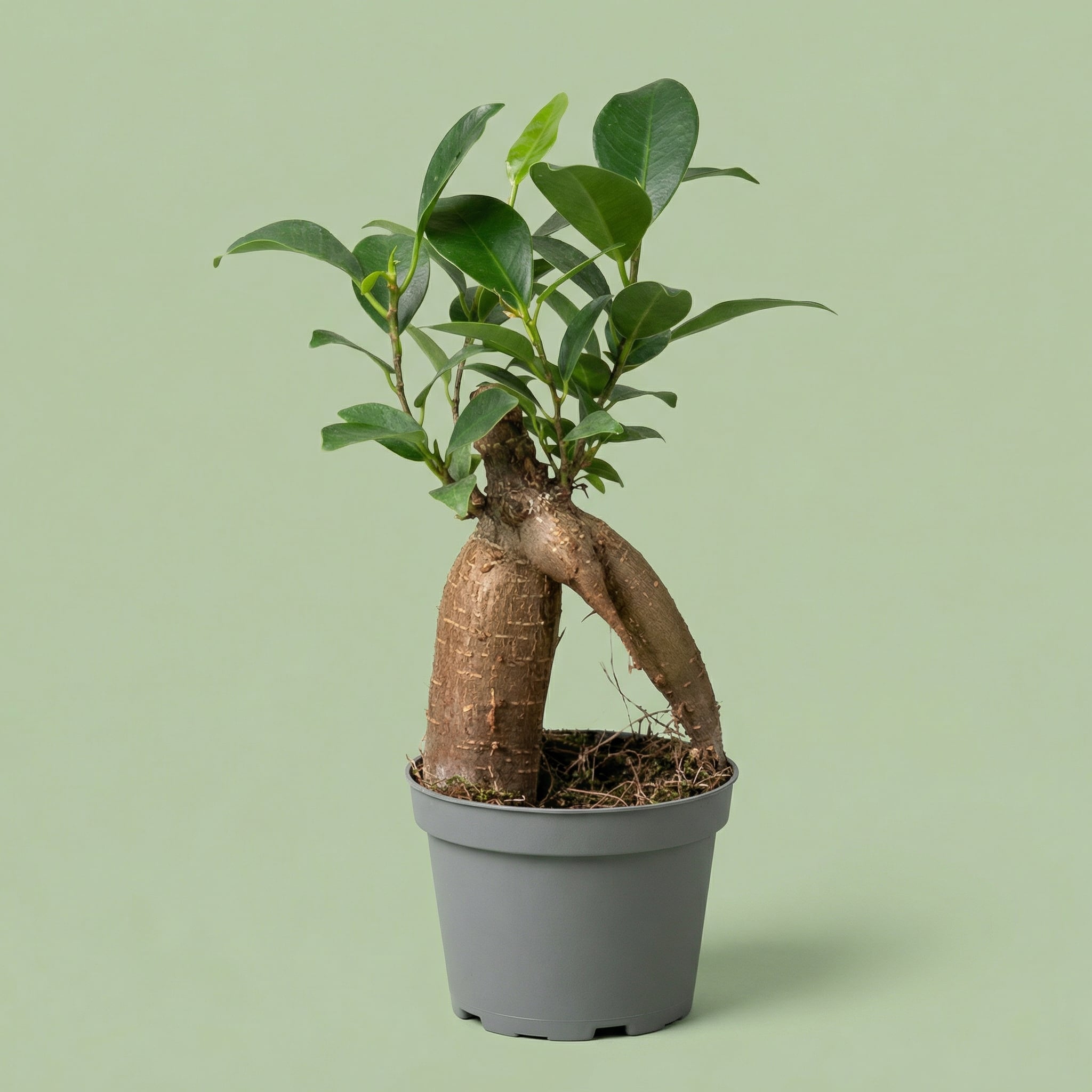 Ficus Ginseng XS - plants