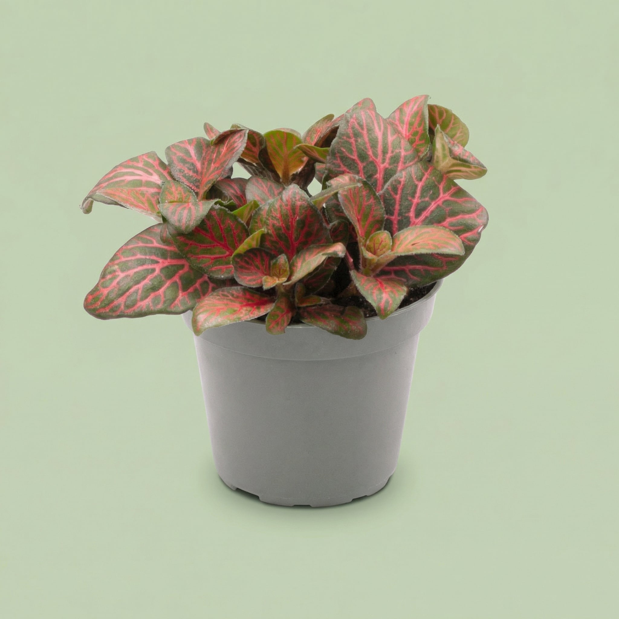 Fittonia Joly Josan Red XS - plants