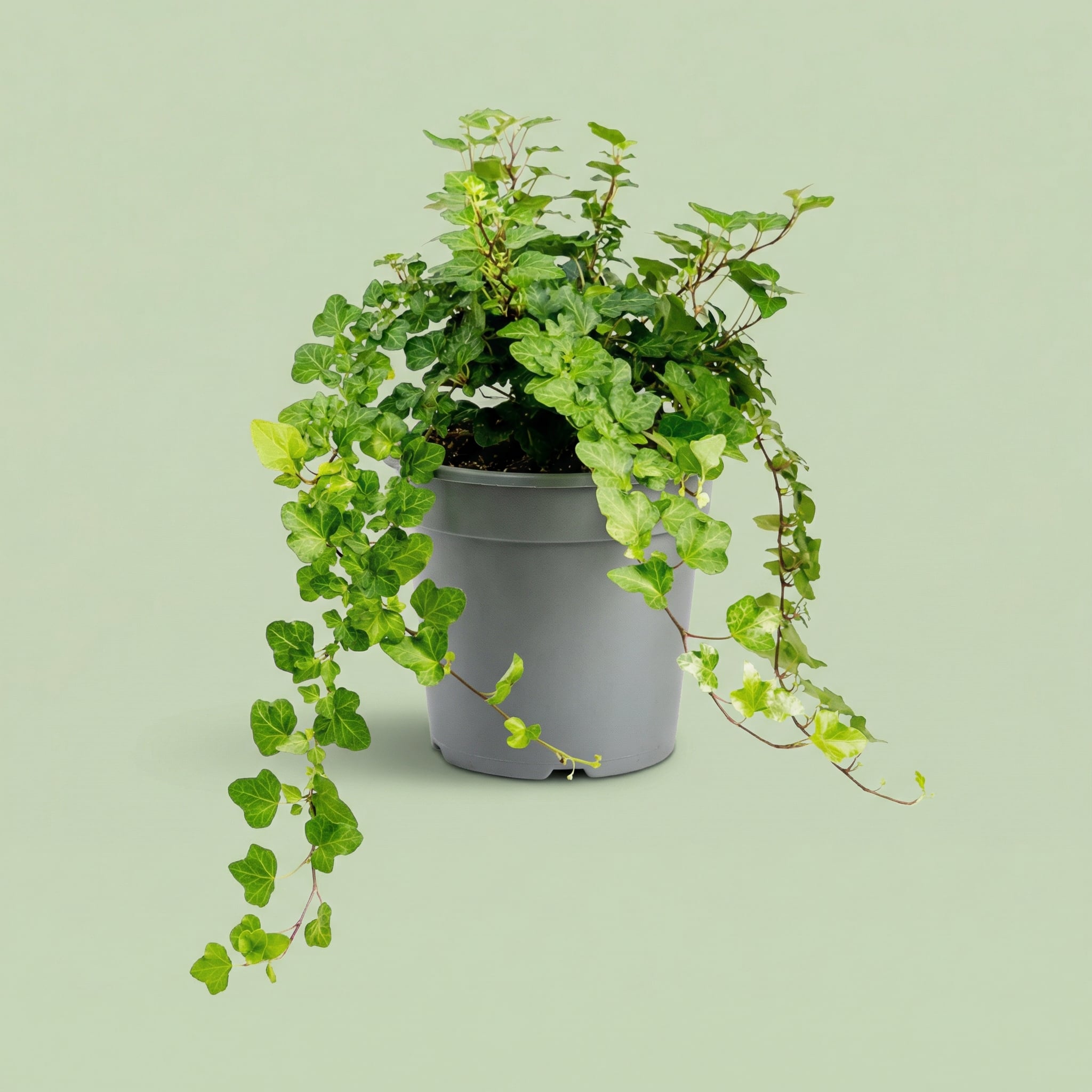 Hedera Wonder Green M - plants