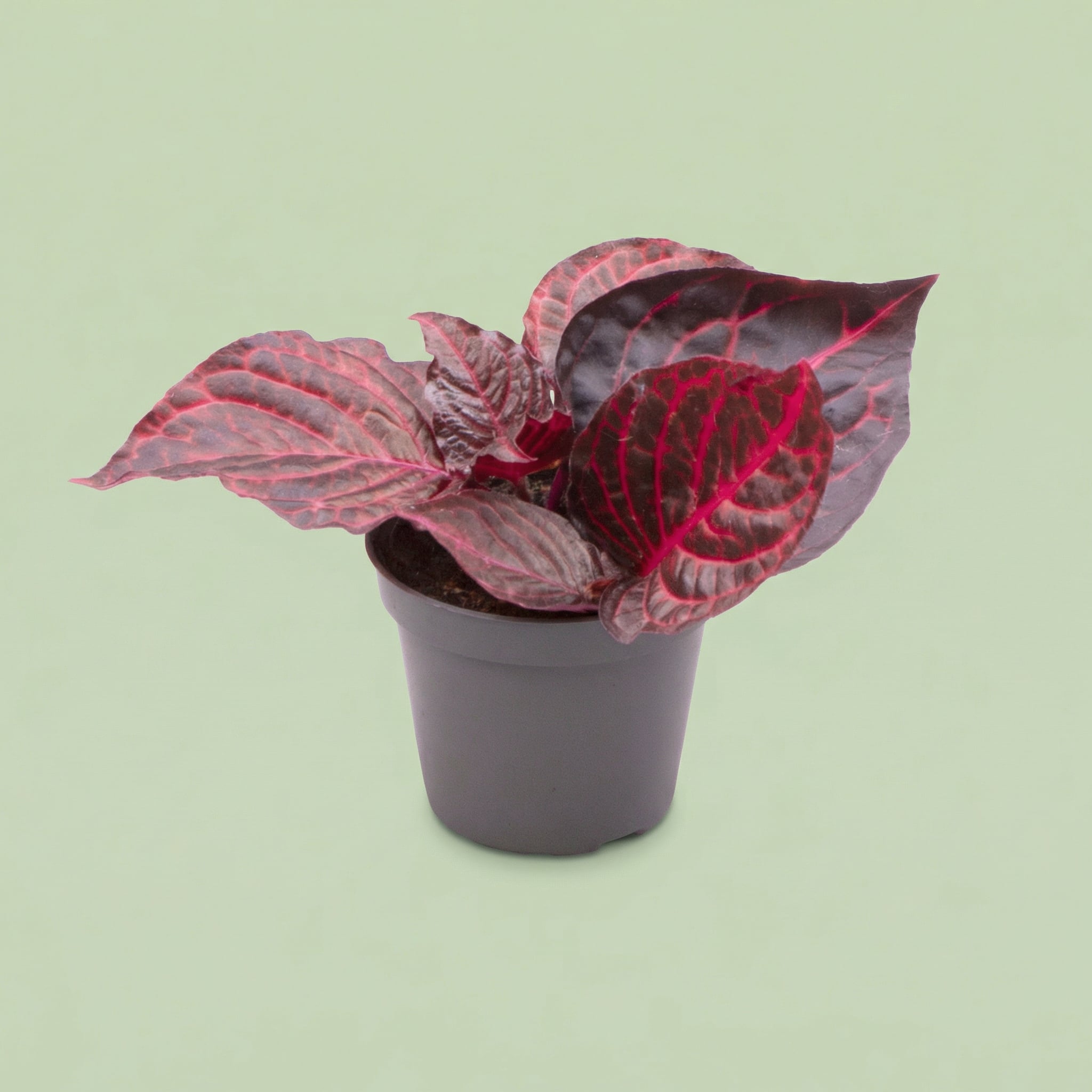 Herbstii Bloodleaf XS - plants