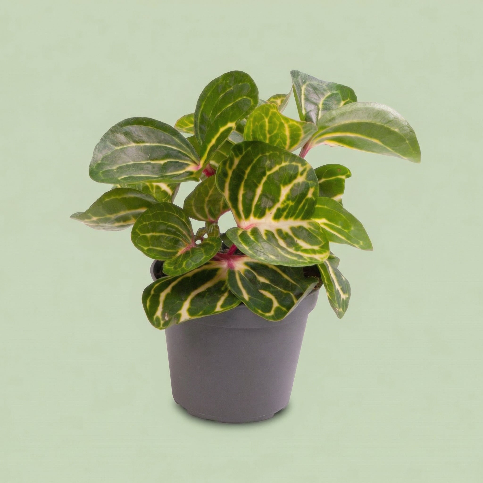 Herbstii Iresine XS - plants