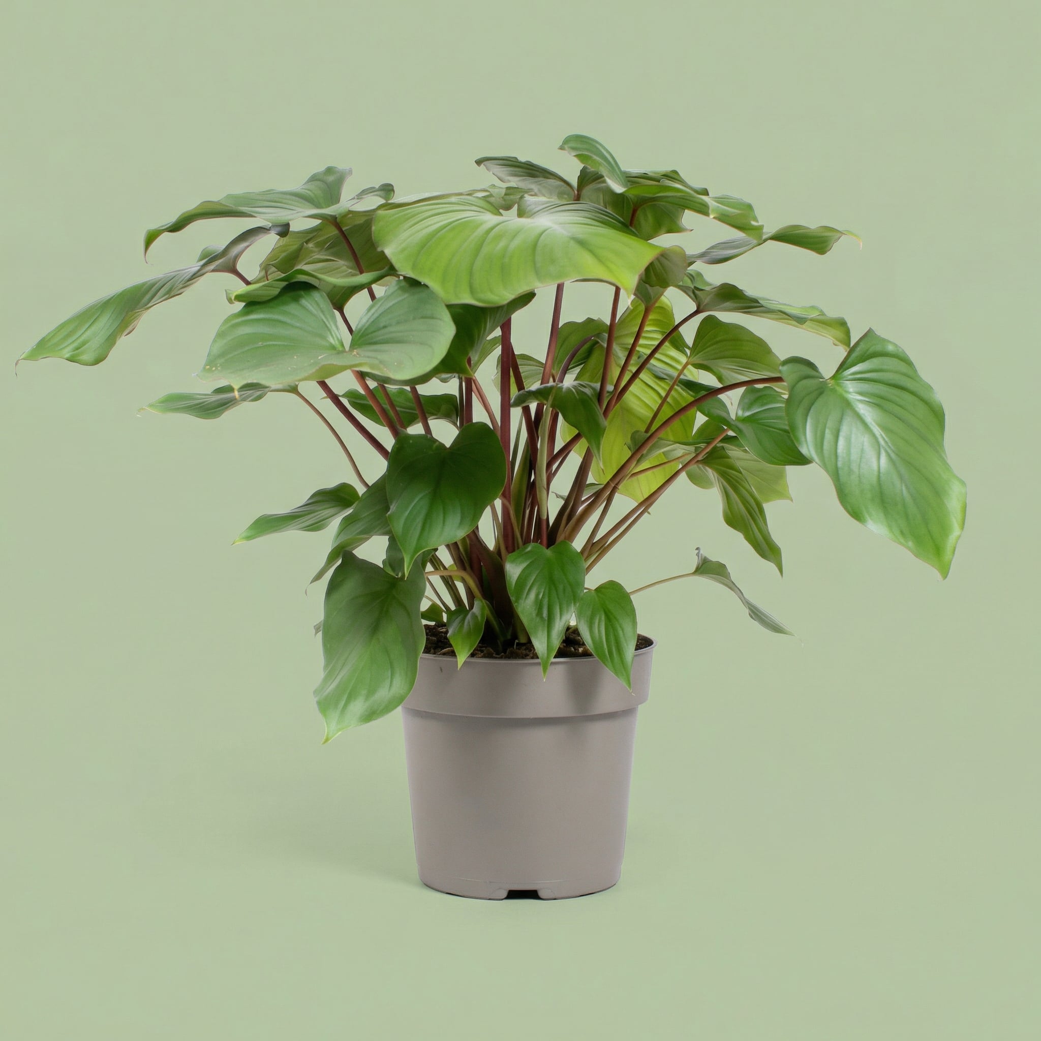 Homalomena Rubescens Maggy XL - plants