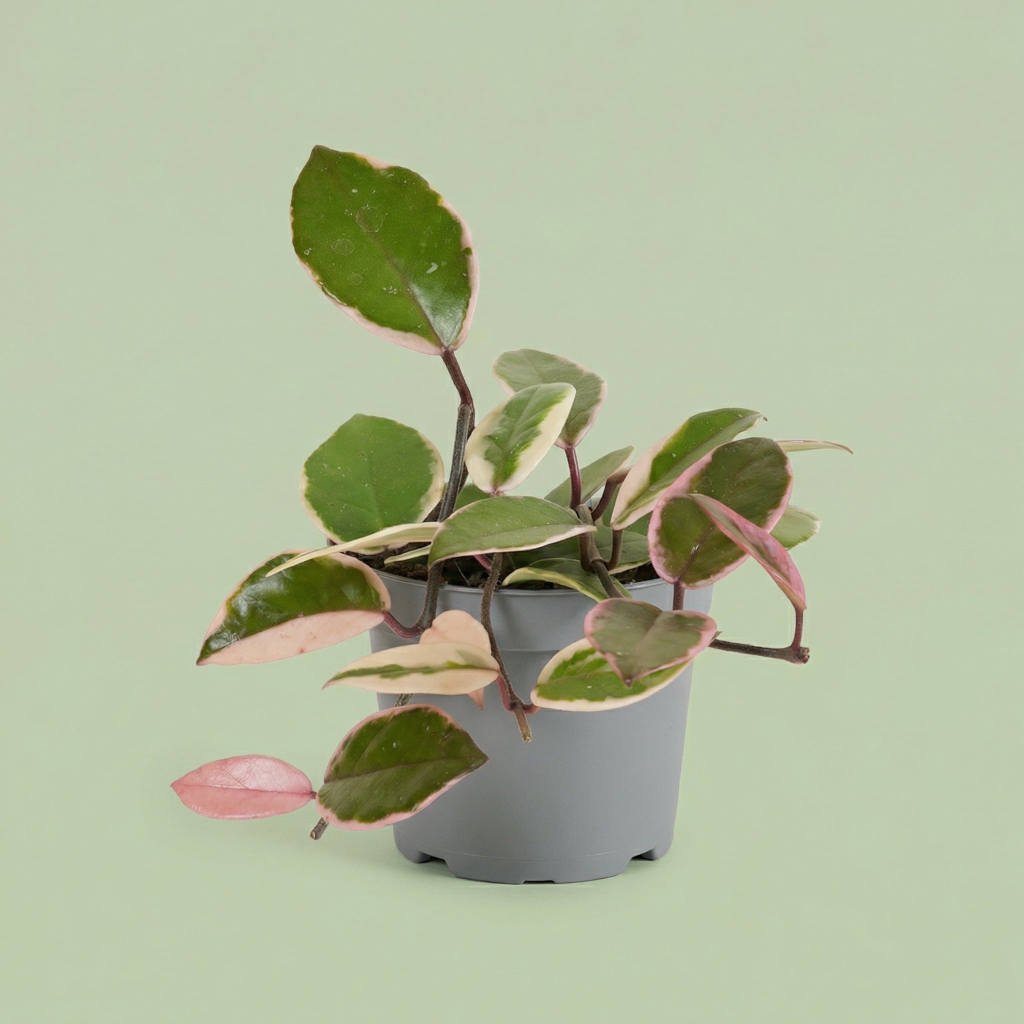 Hoya Flamingo Dream Star of Java M - plants