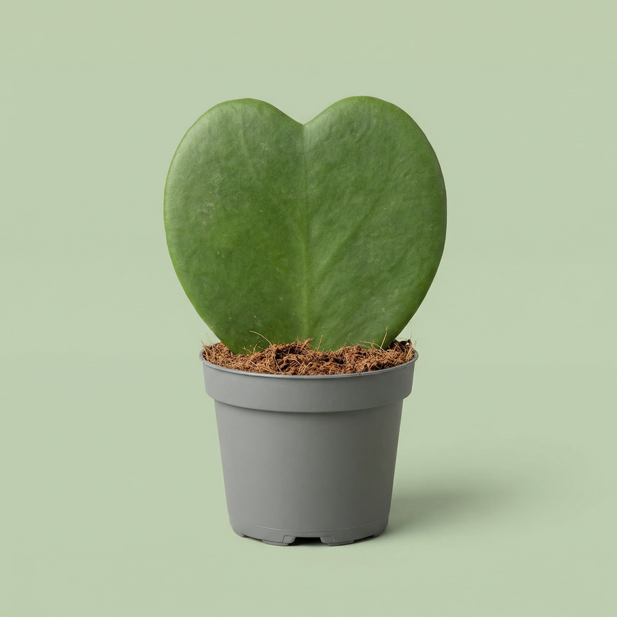 Hoya Kerrii XS - plants