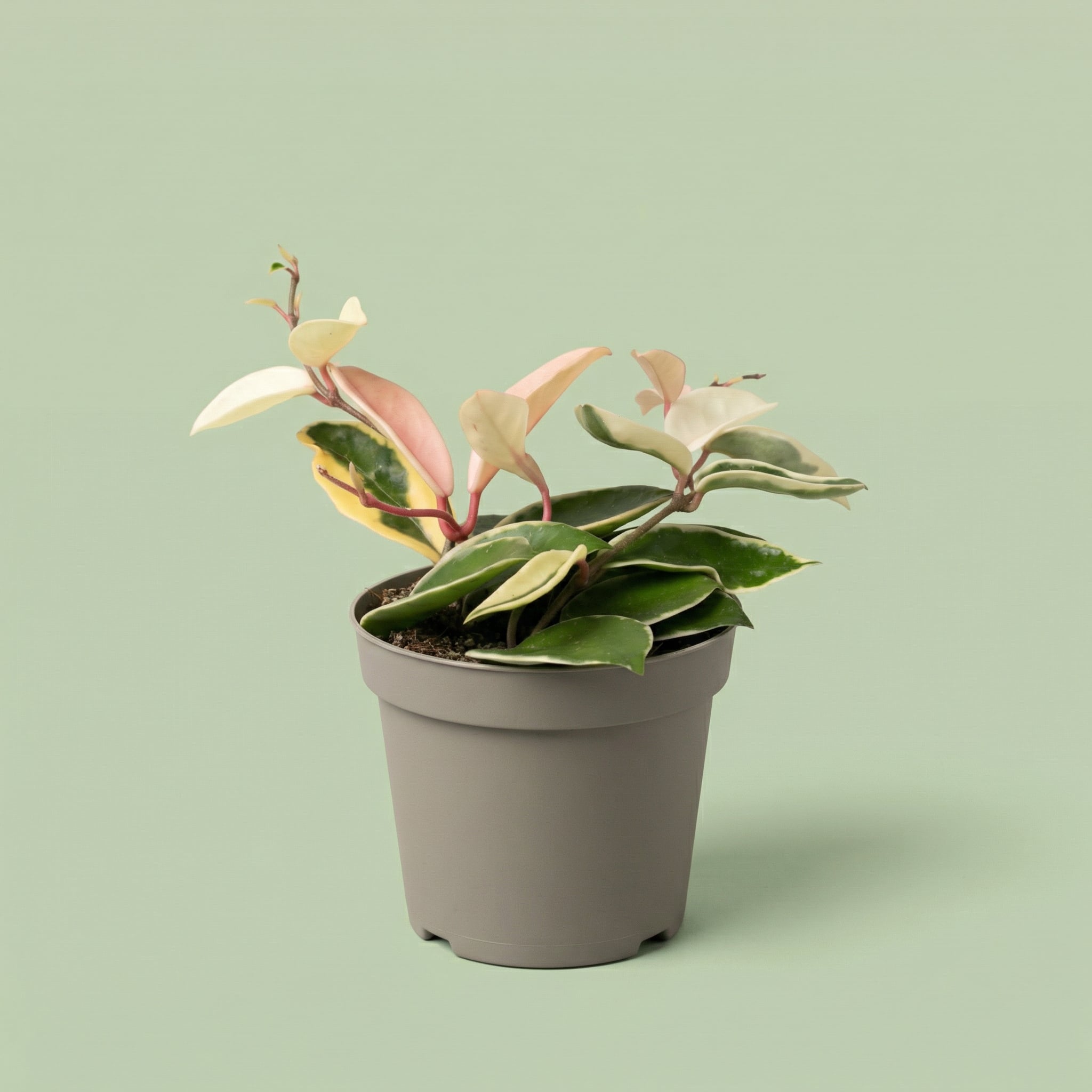 Hoya Krimson Queen M - plants