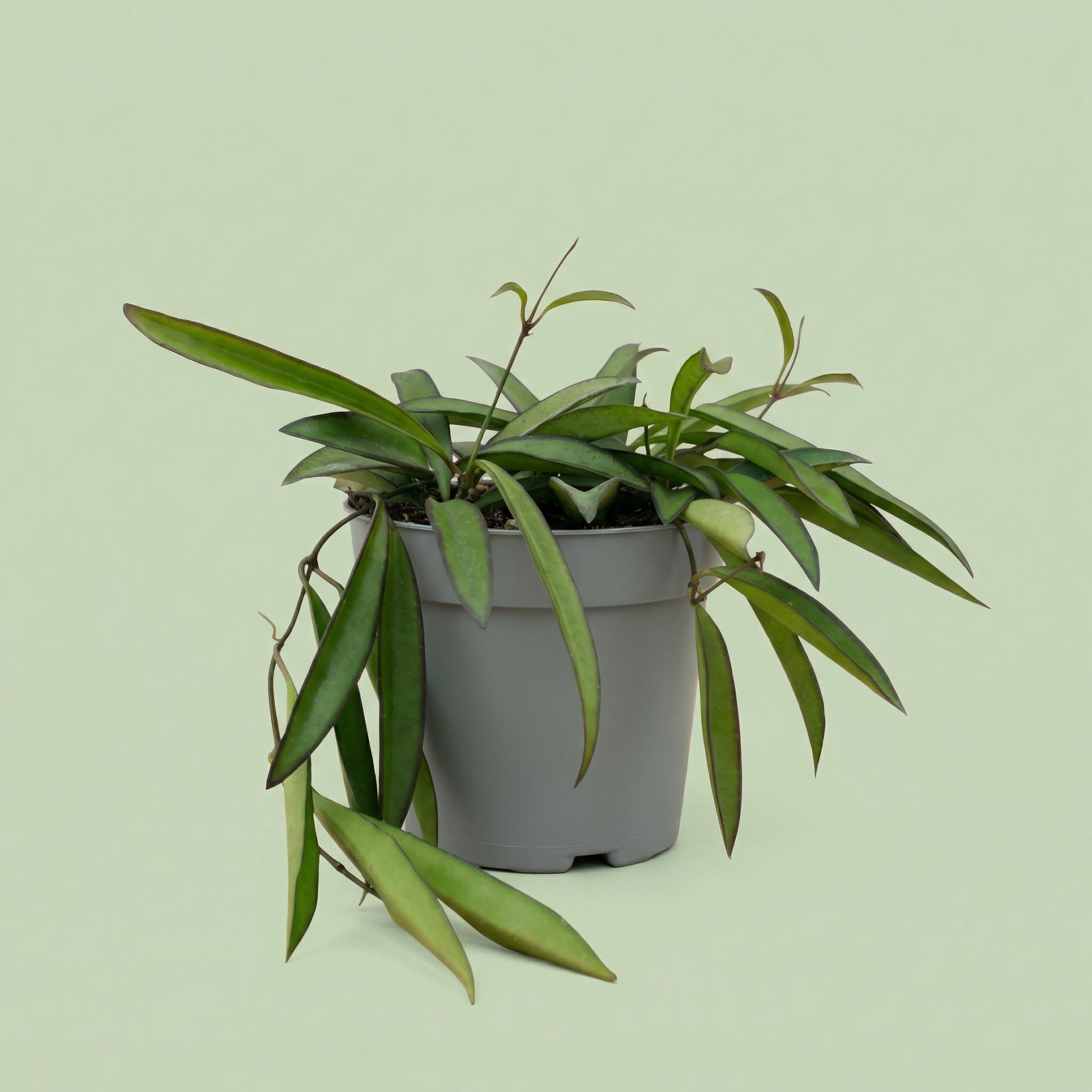 Hoya Wayetii M - plants