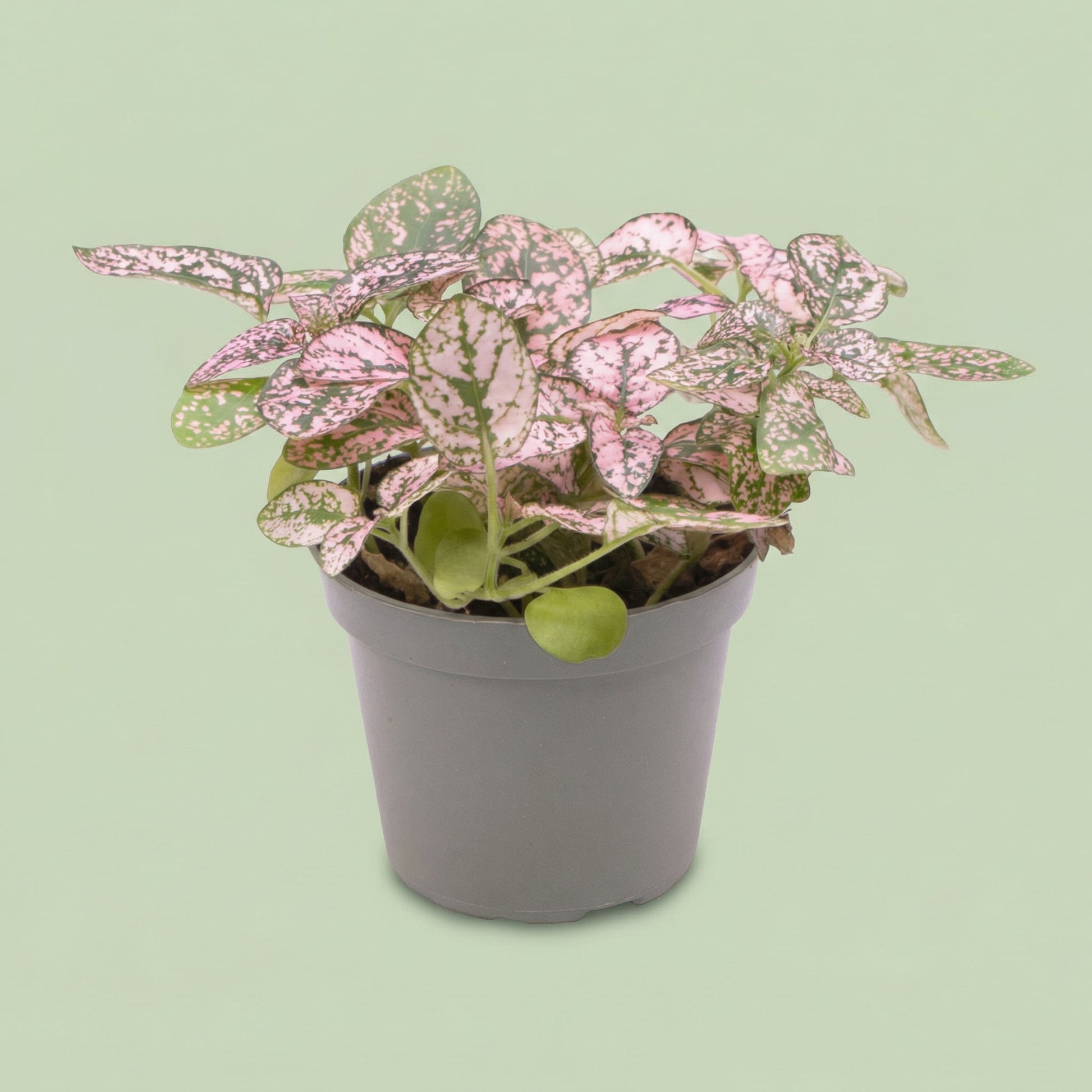 Hypoestes Phyllostachya Pink XS - plants