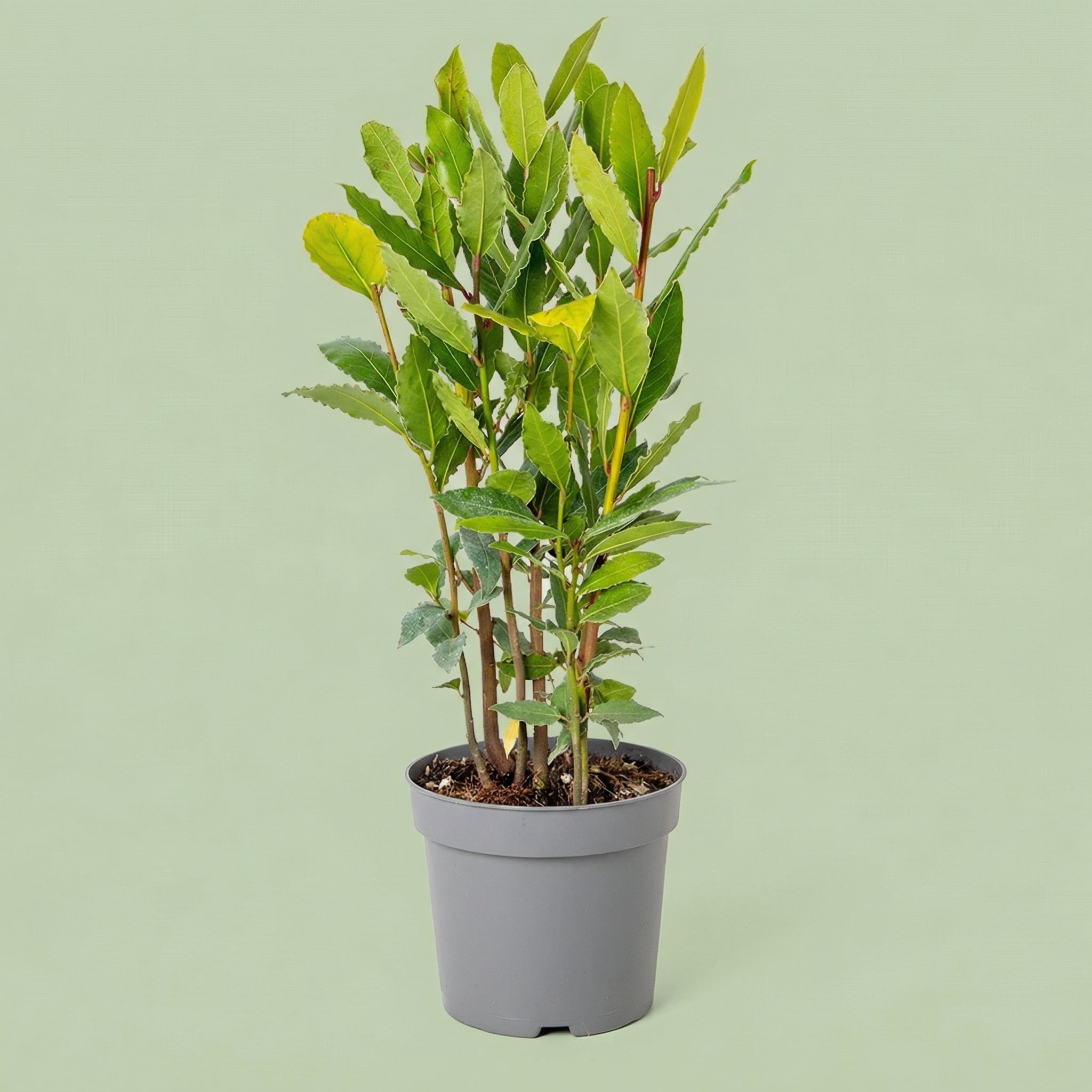 Laurus Nobilis M - plants